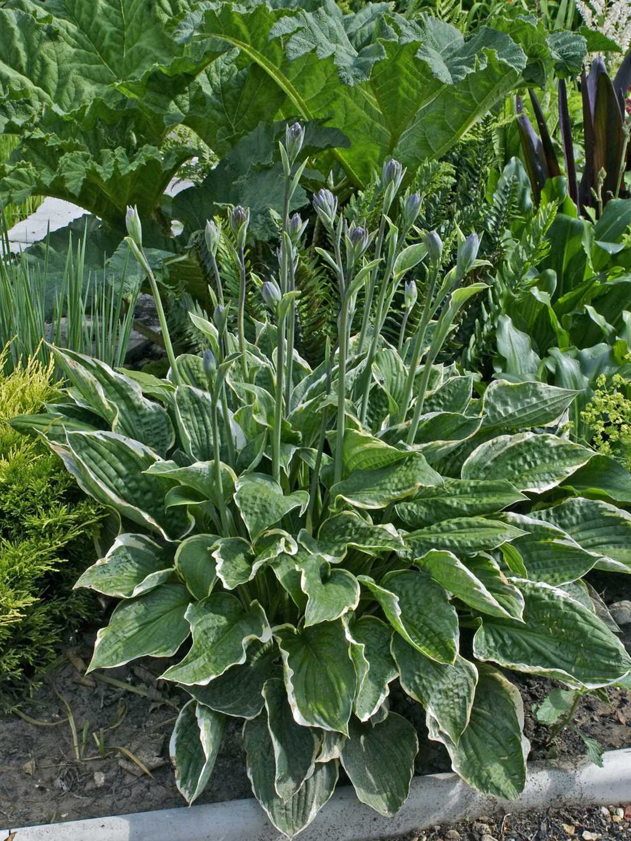 hosta aureomarginata
