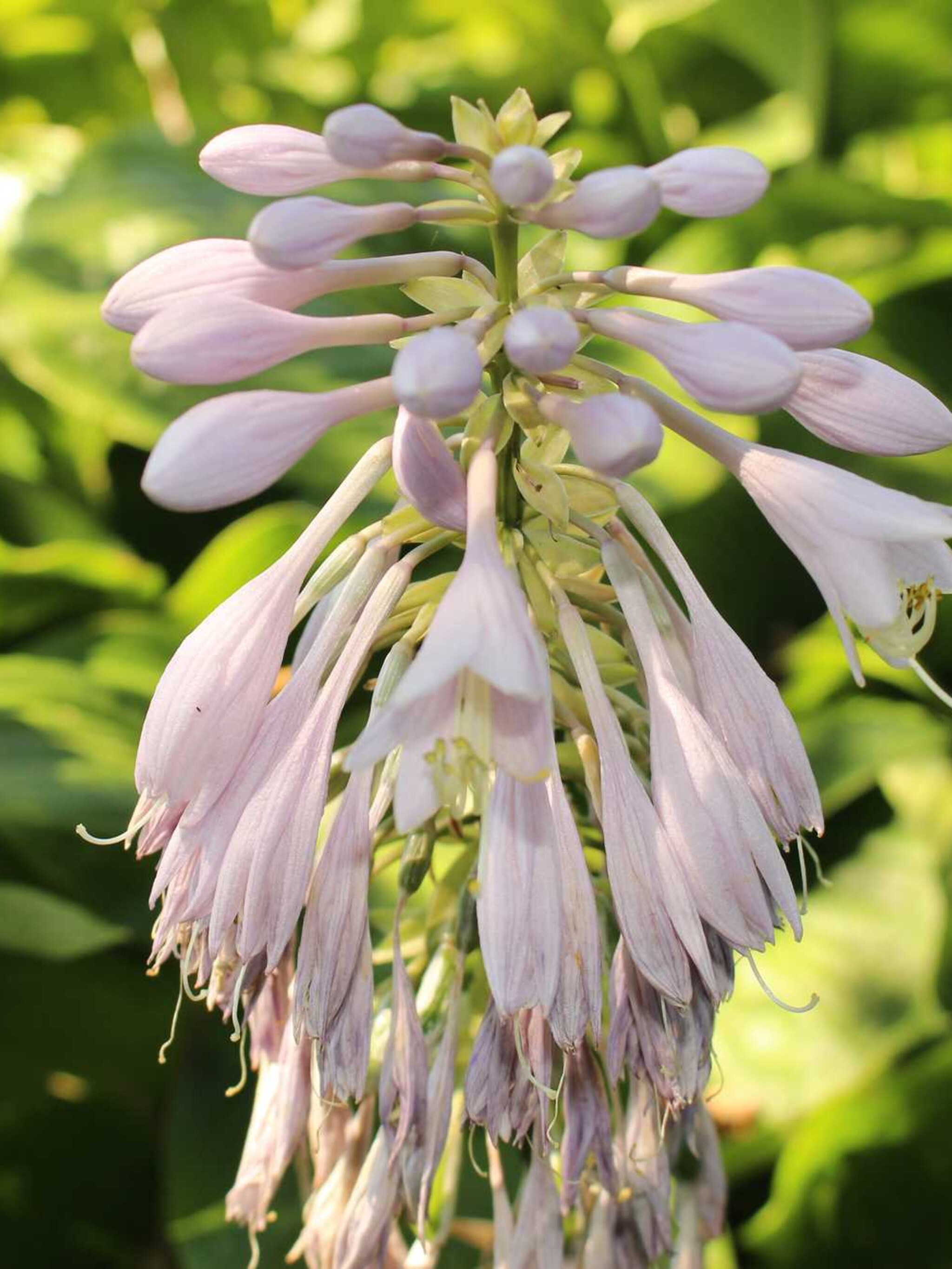 hosta hosta nakaiana