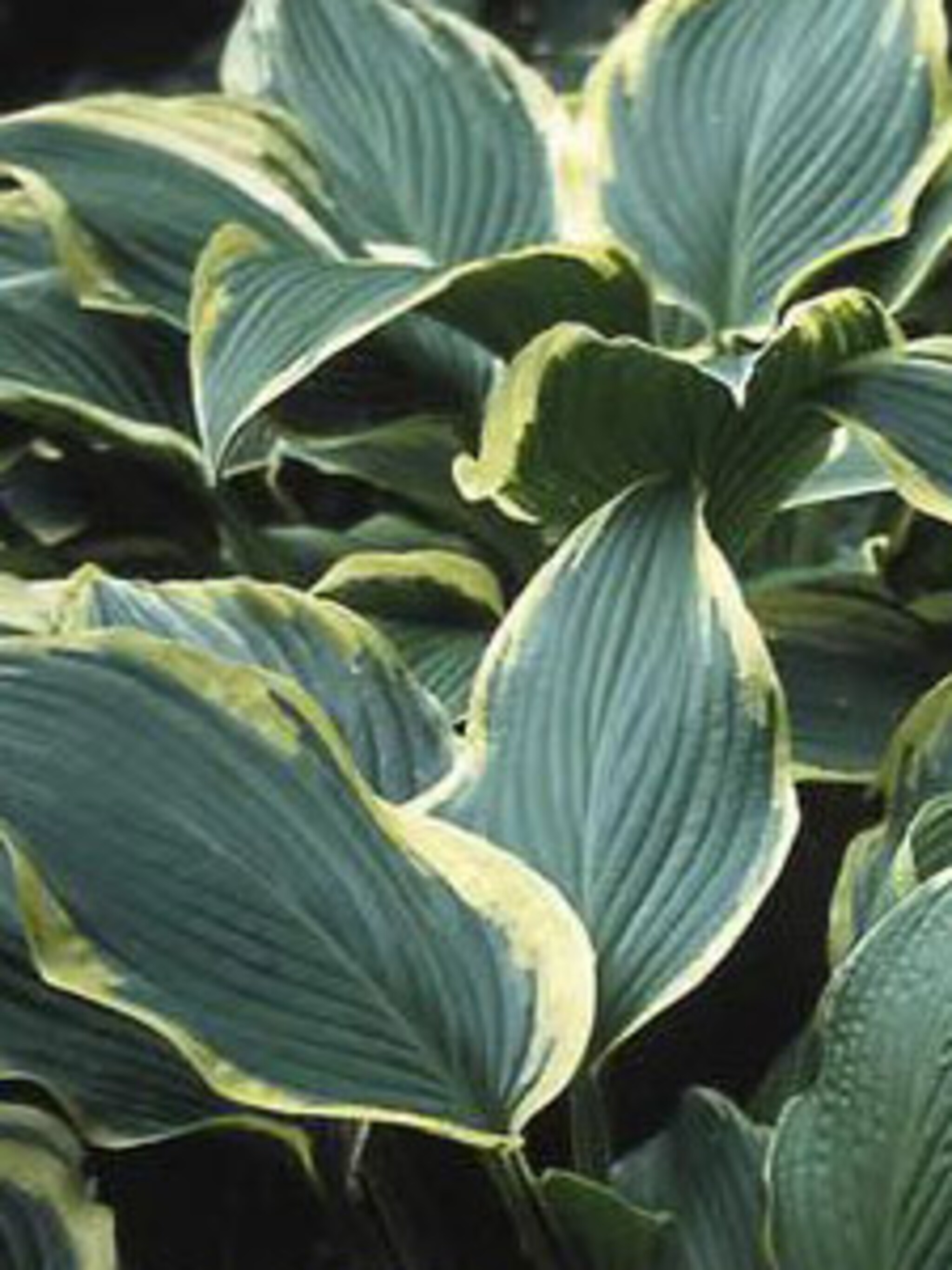 hosta furtunei aureomarginata