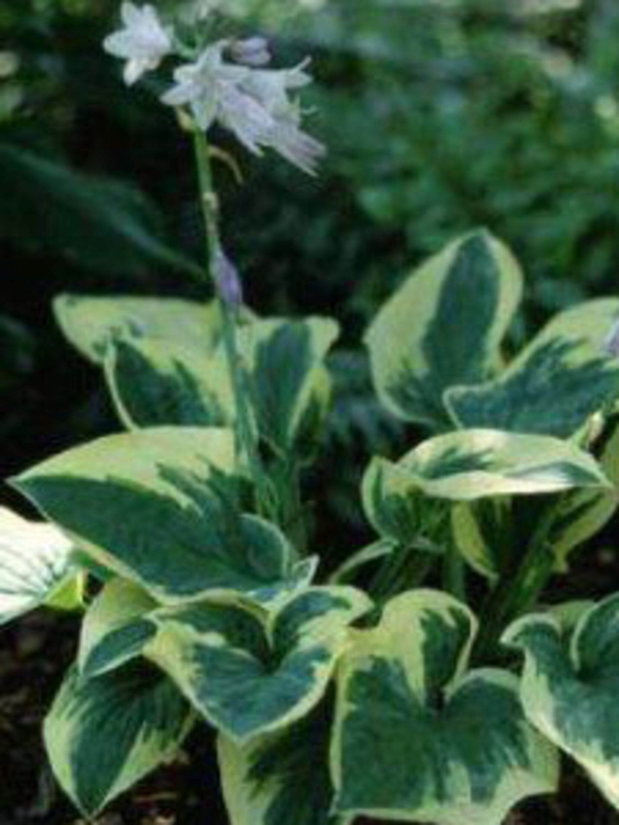 hosta wide brim