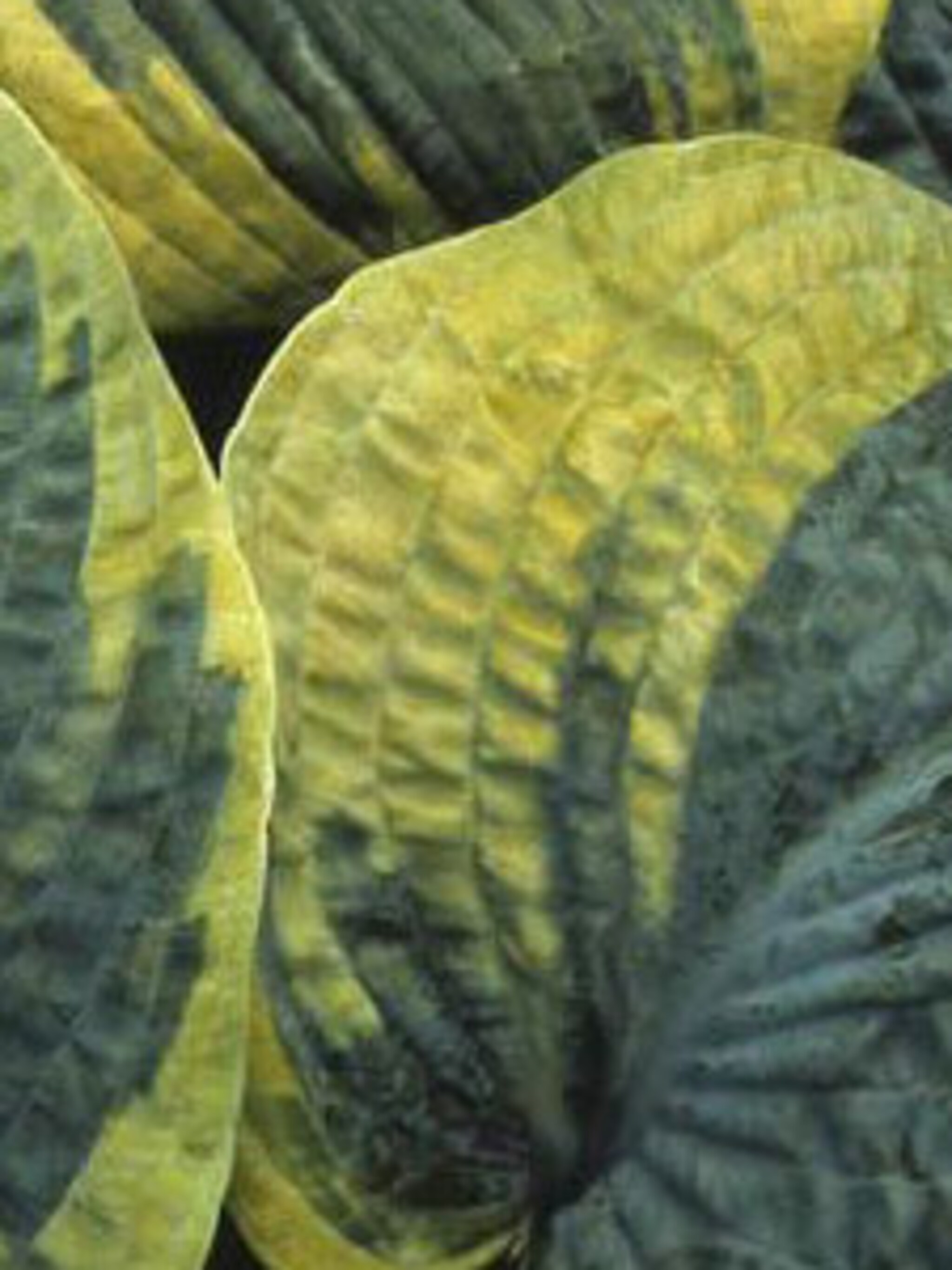 hosta frances williams