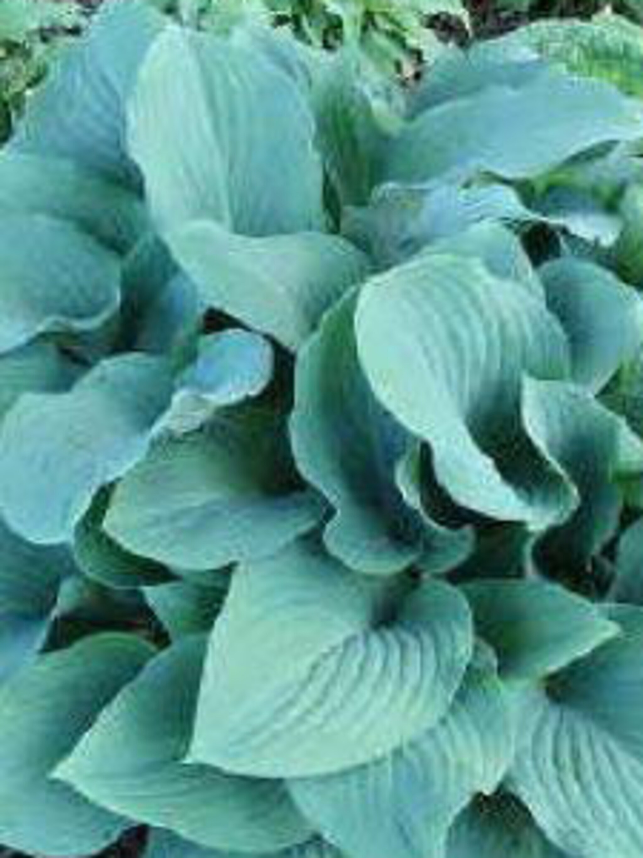 hosta krossa regal
