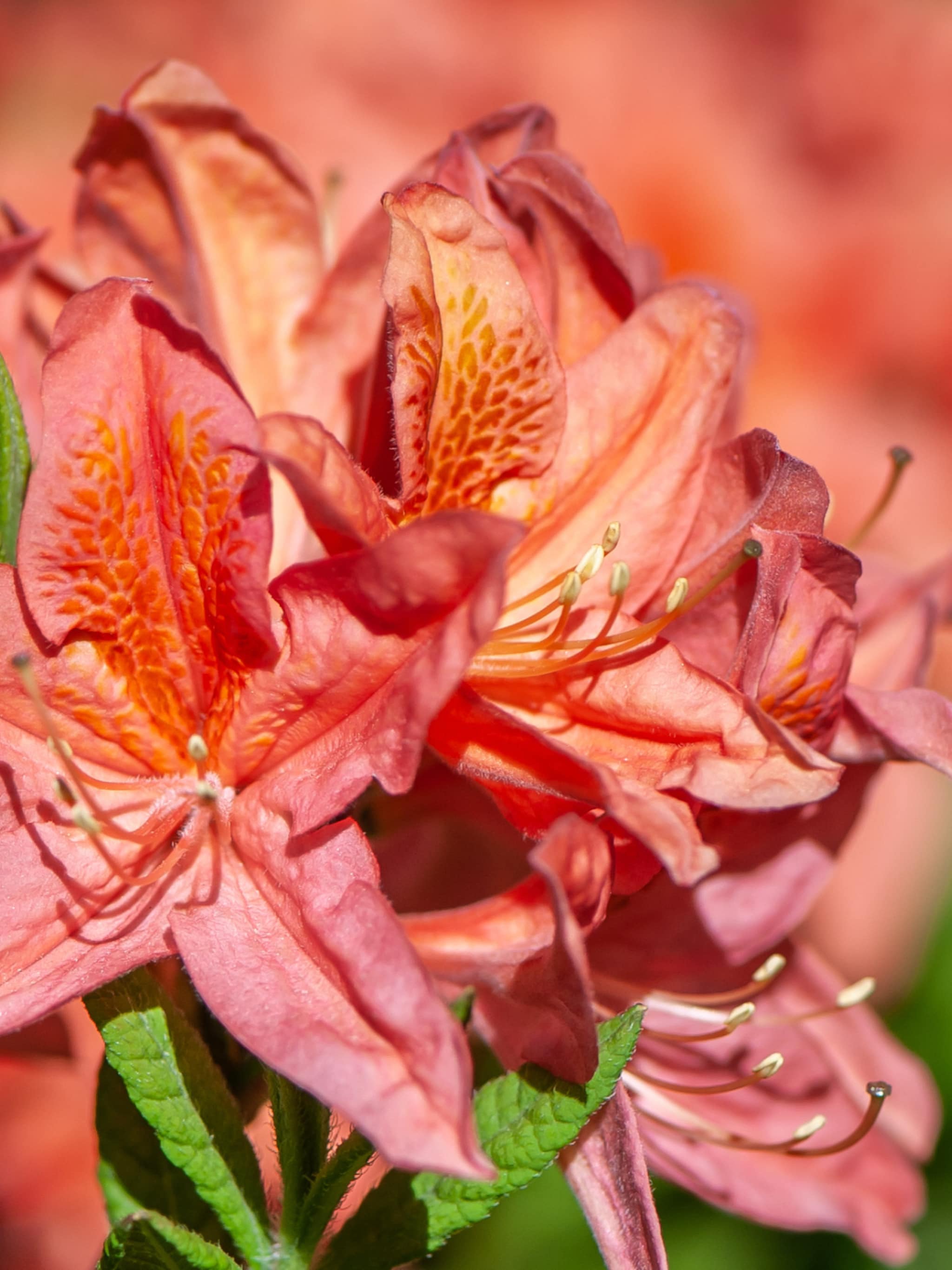 japanse azalea