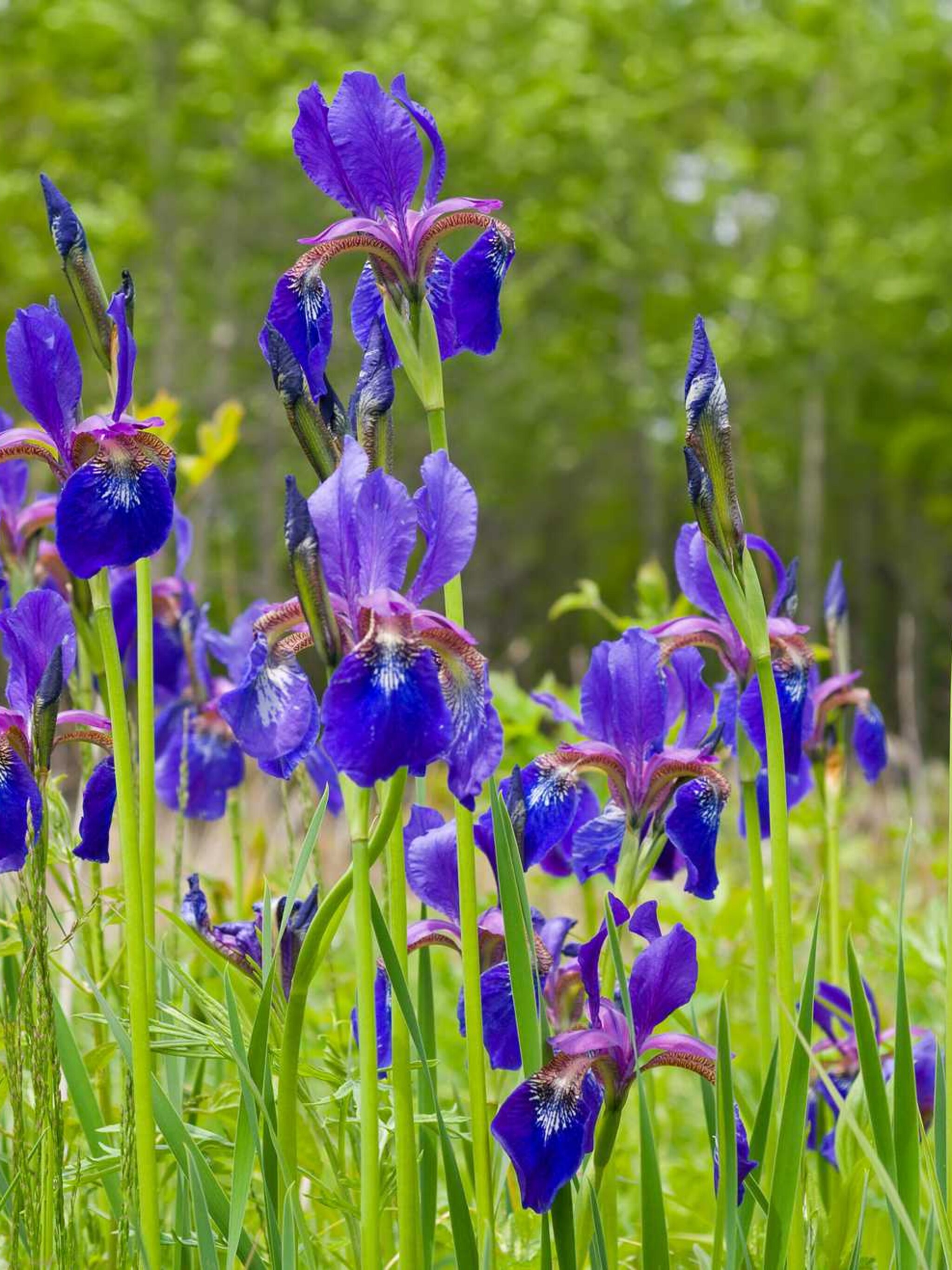 iris