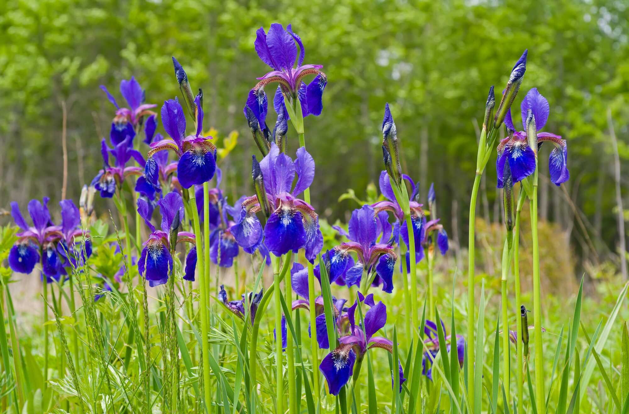 beeld vtwonen Shutterstock / Kirsanov Valeriy Vladimirovich