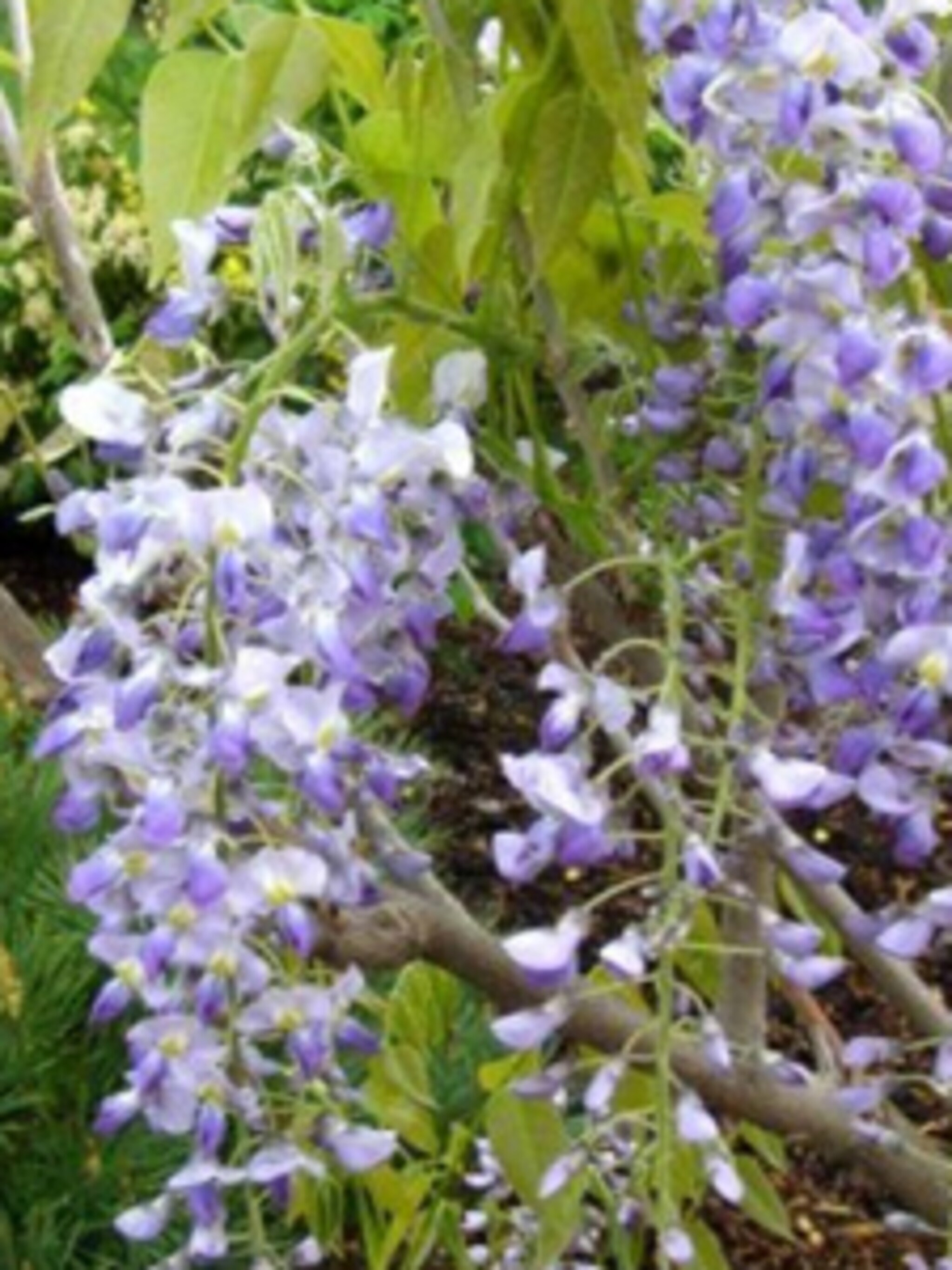 blauweregen issai naga