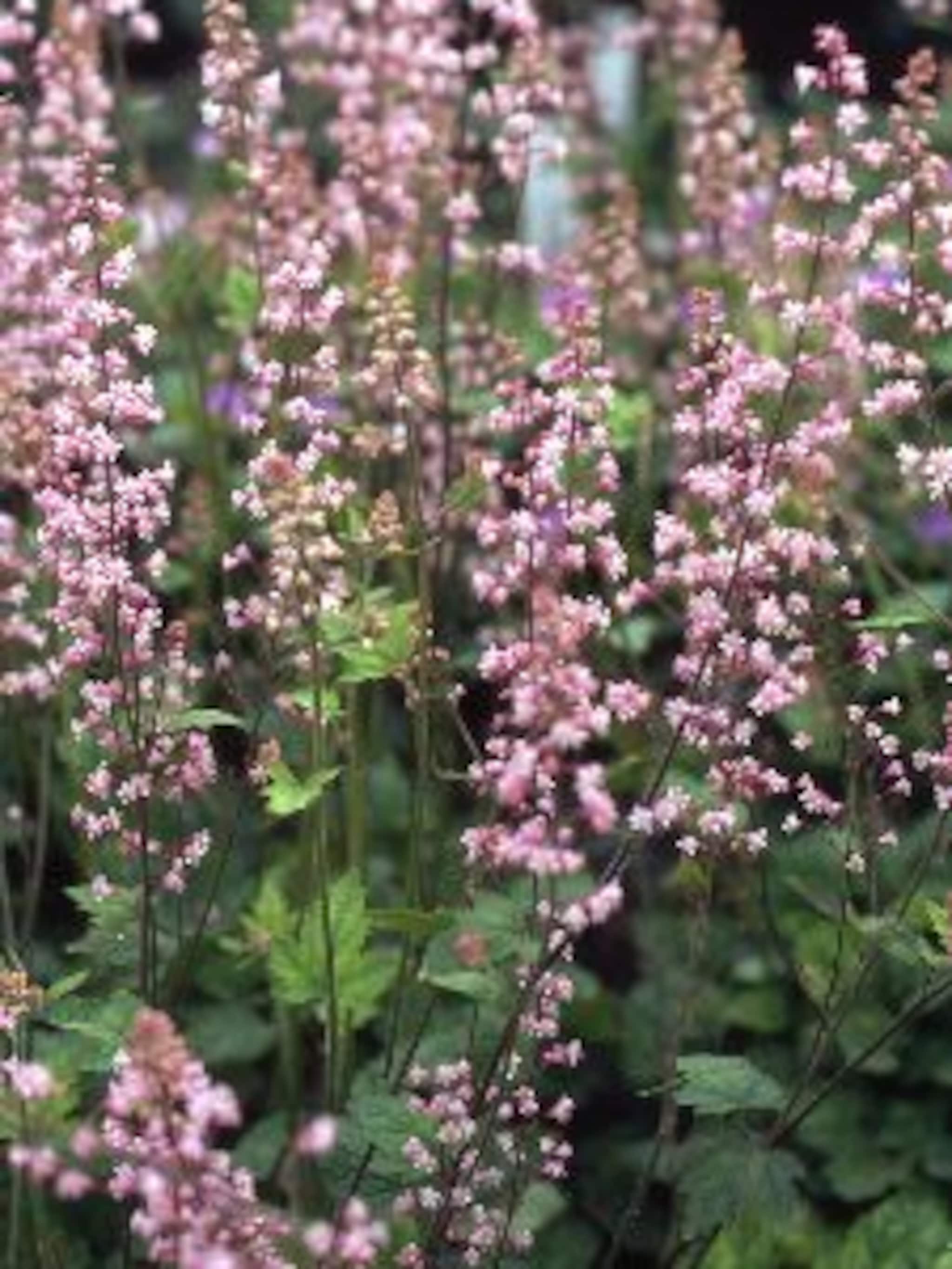heucherella bridget bloom