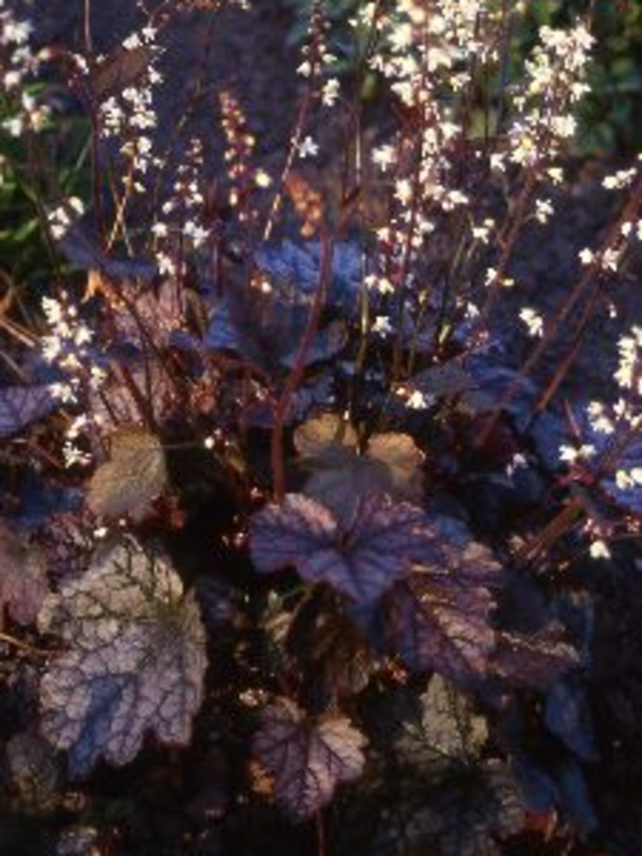 heucherella quicksilver