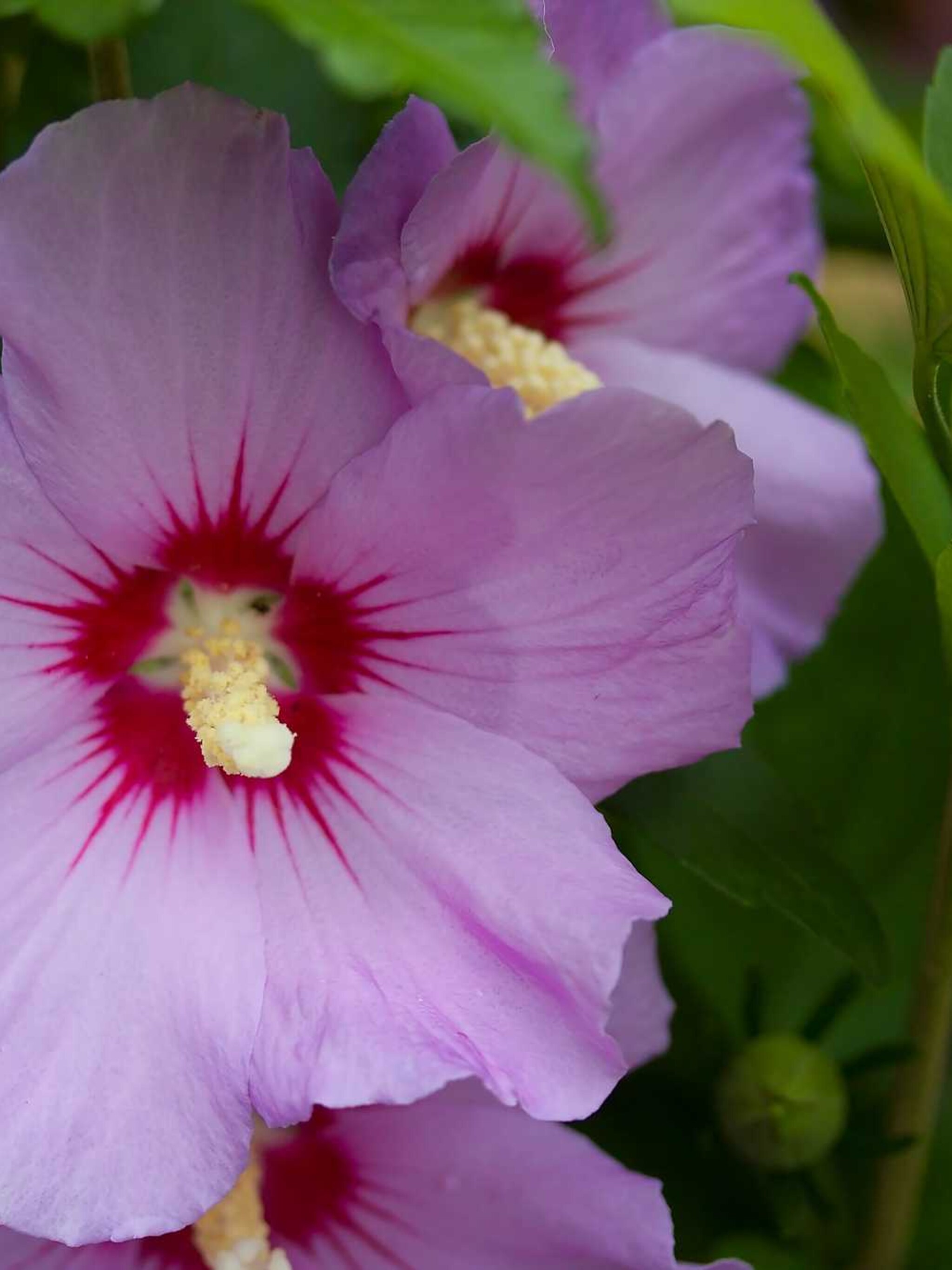 hibiscus floru