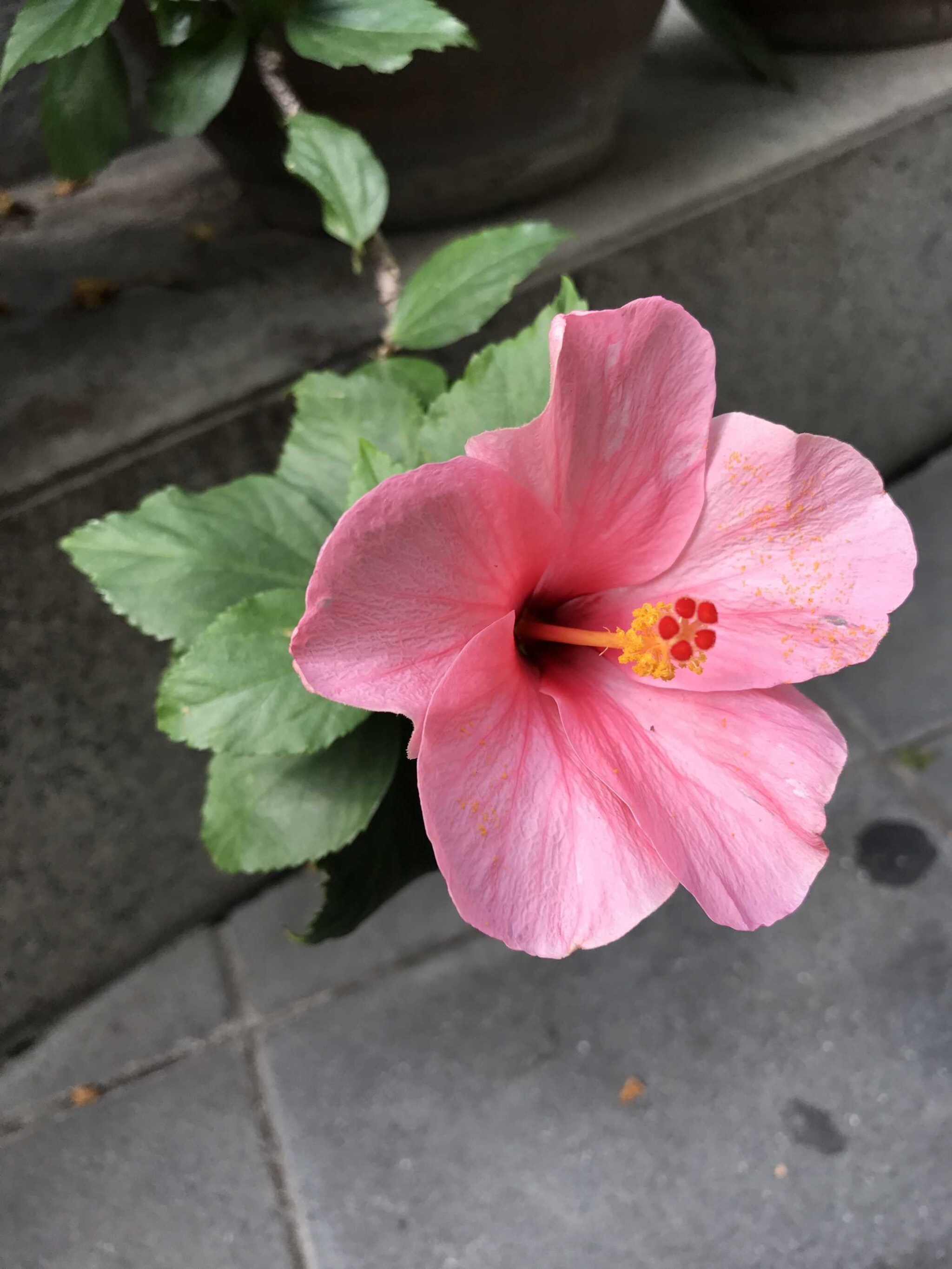 hibiscus rubus