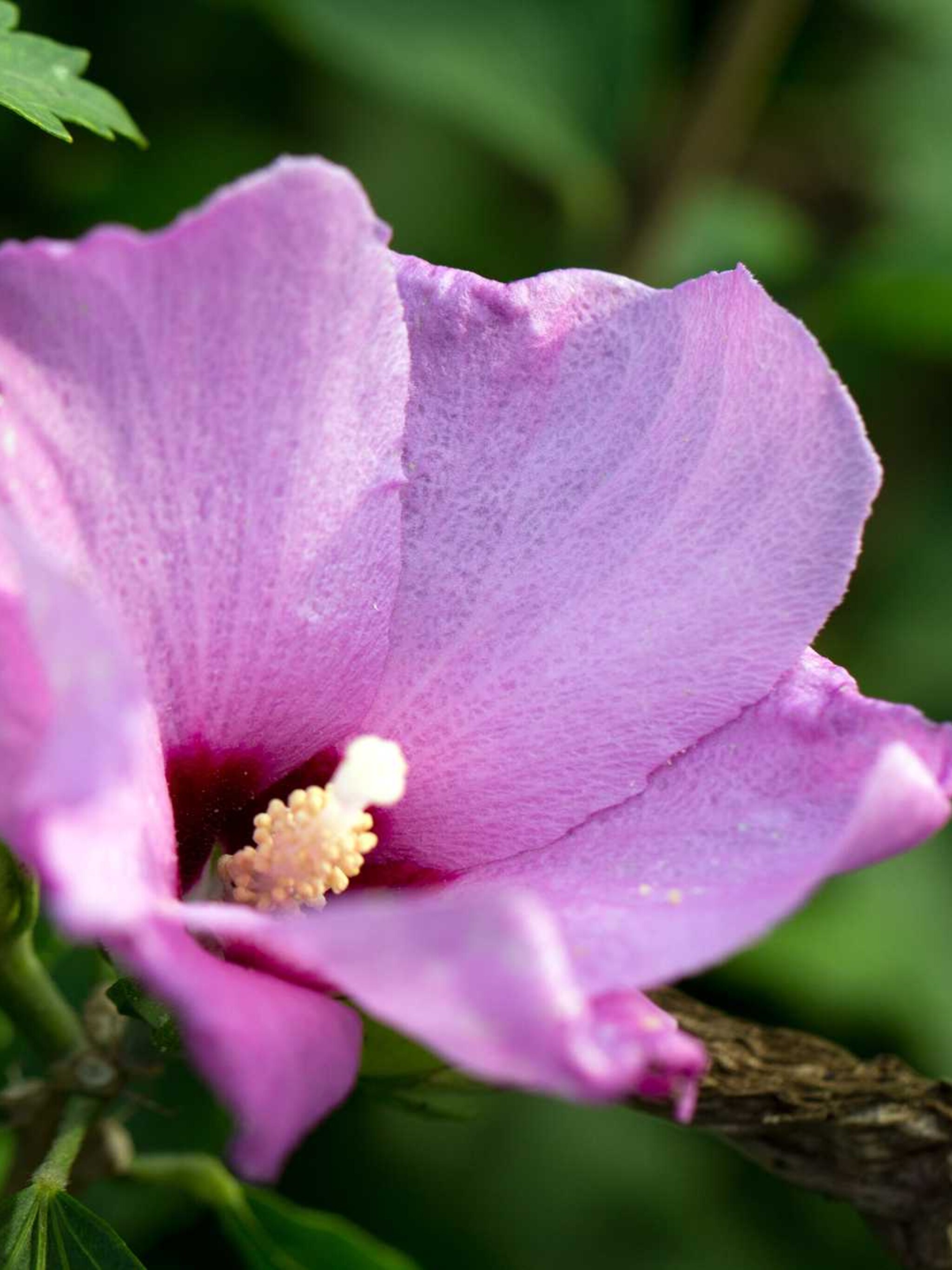 hibiscus puniceus plenus