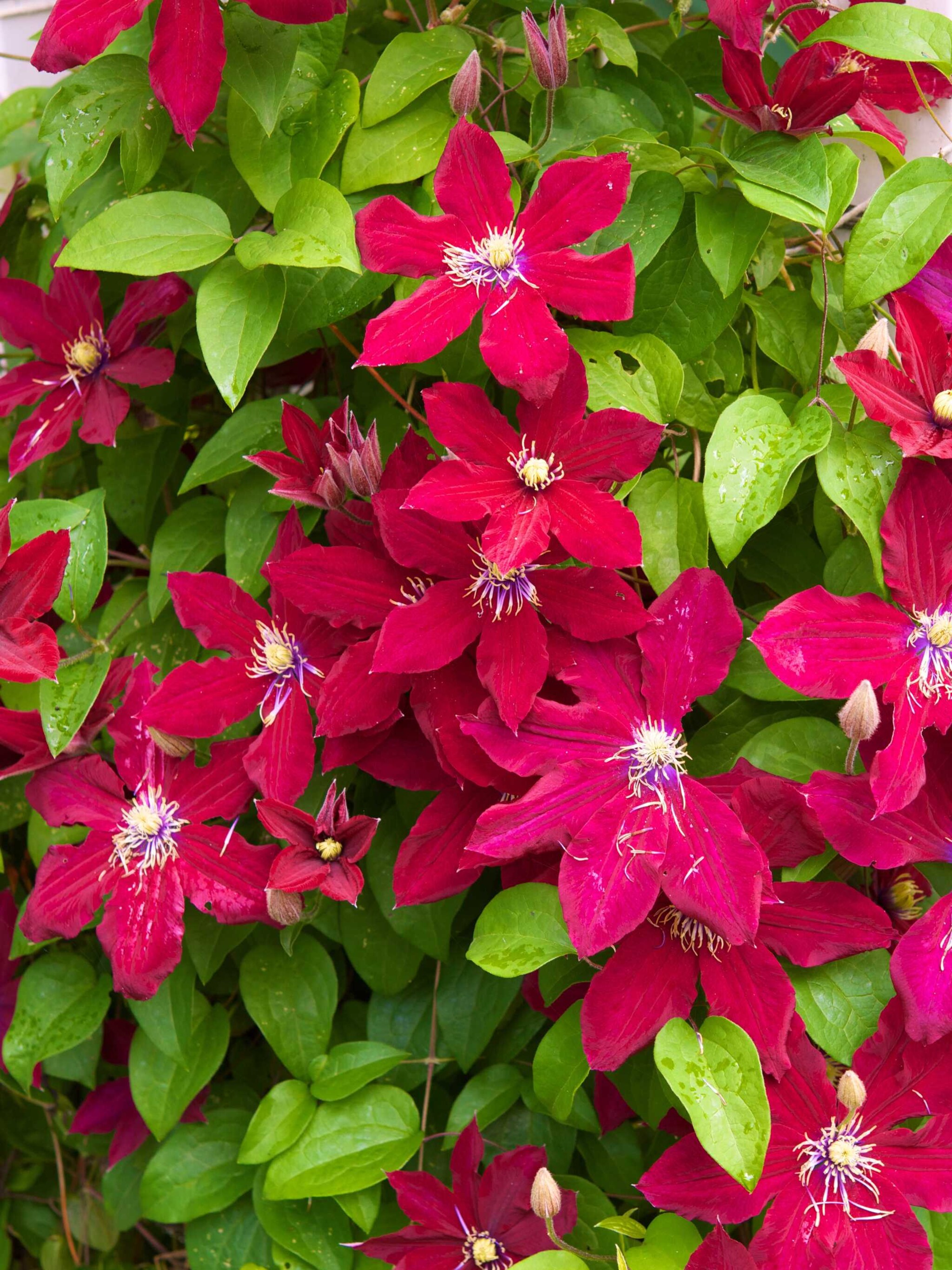 clematis royal velours