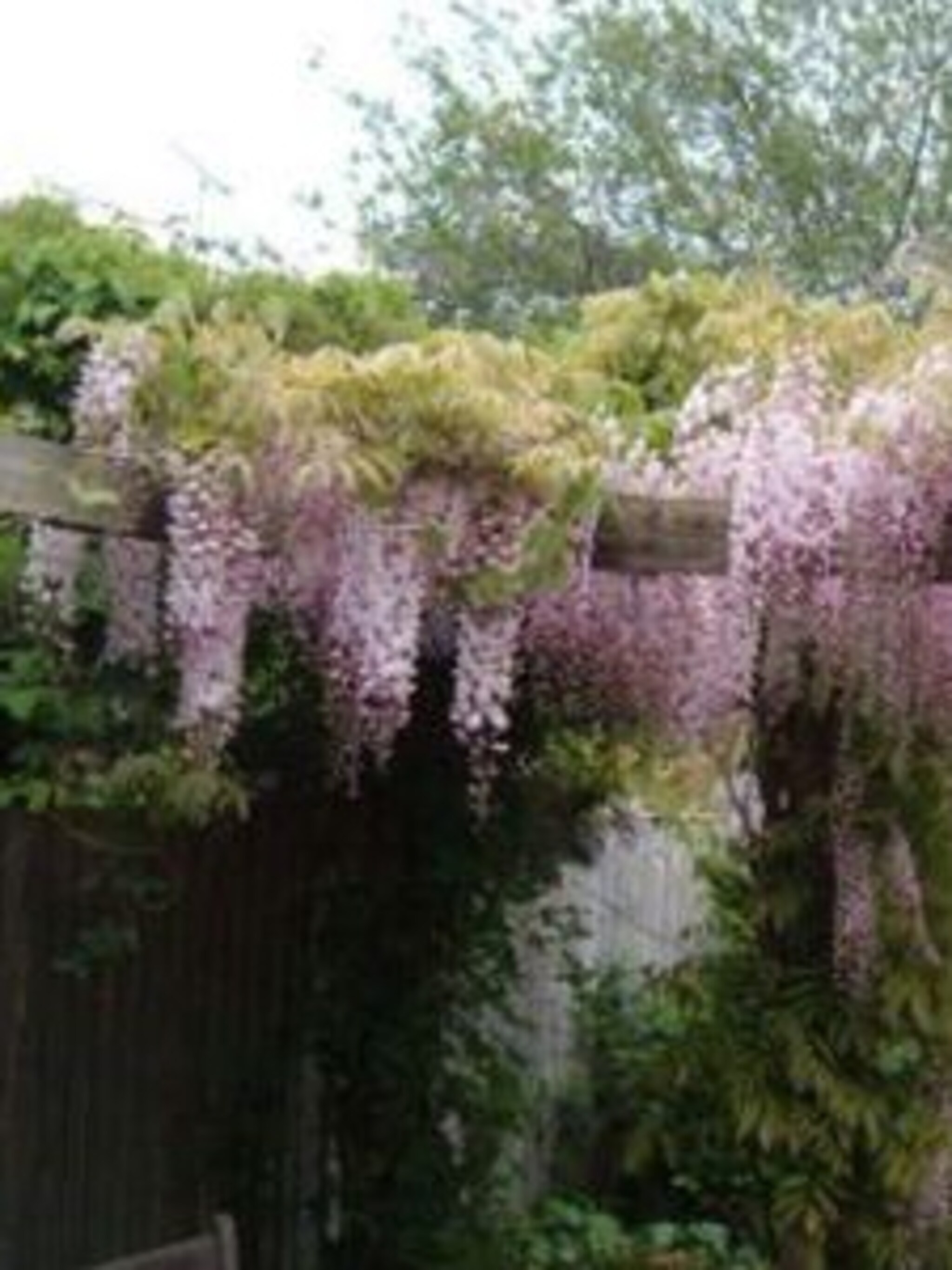 blauweregen rosea