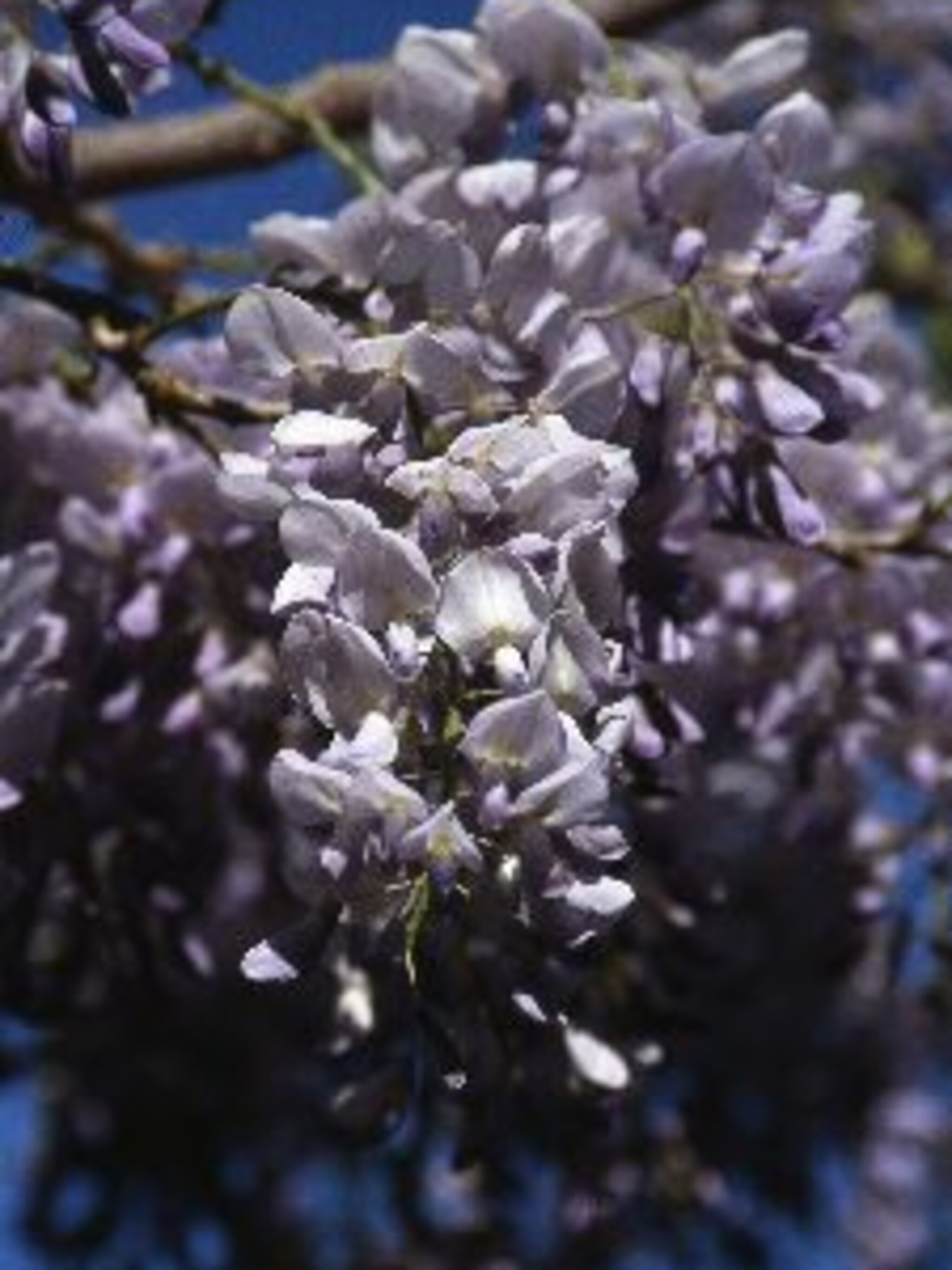 blauweregen macrobotrys