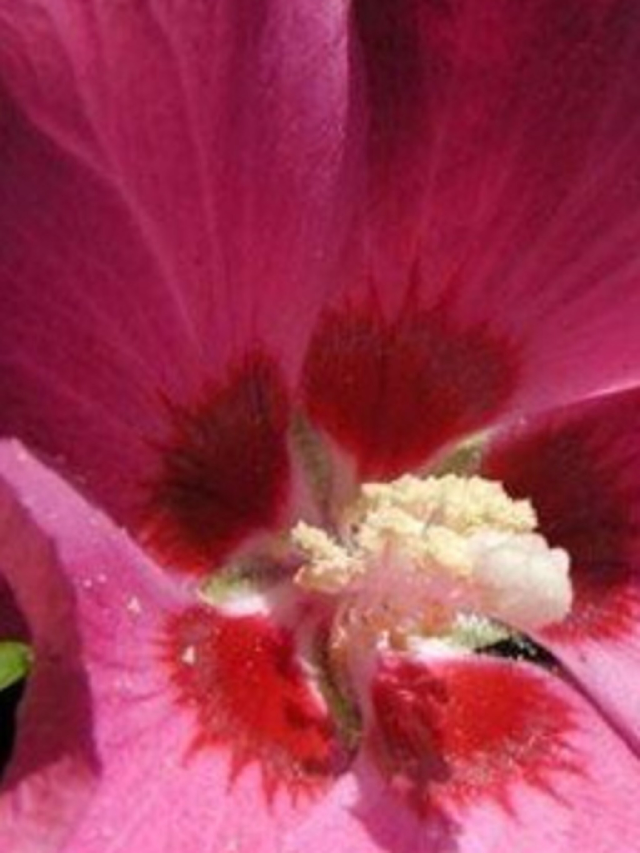 hibiscus woodbridge