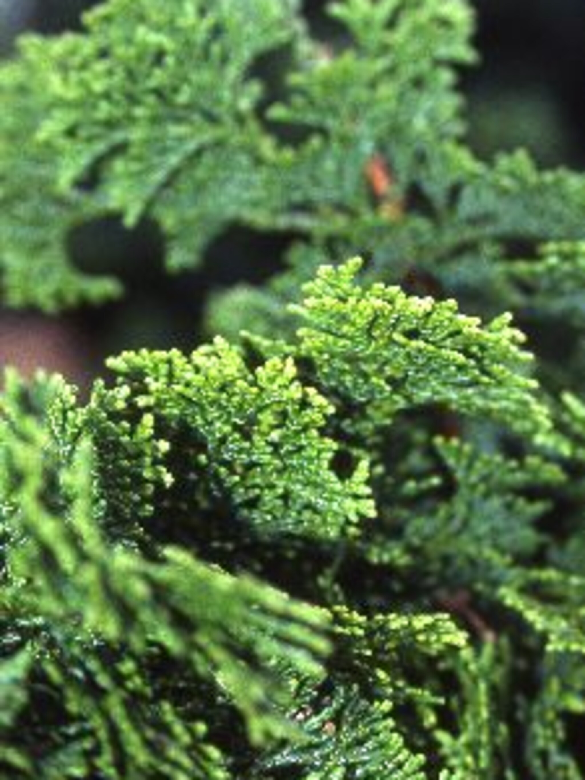 hinoki cipres