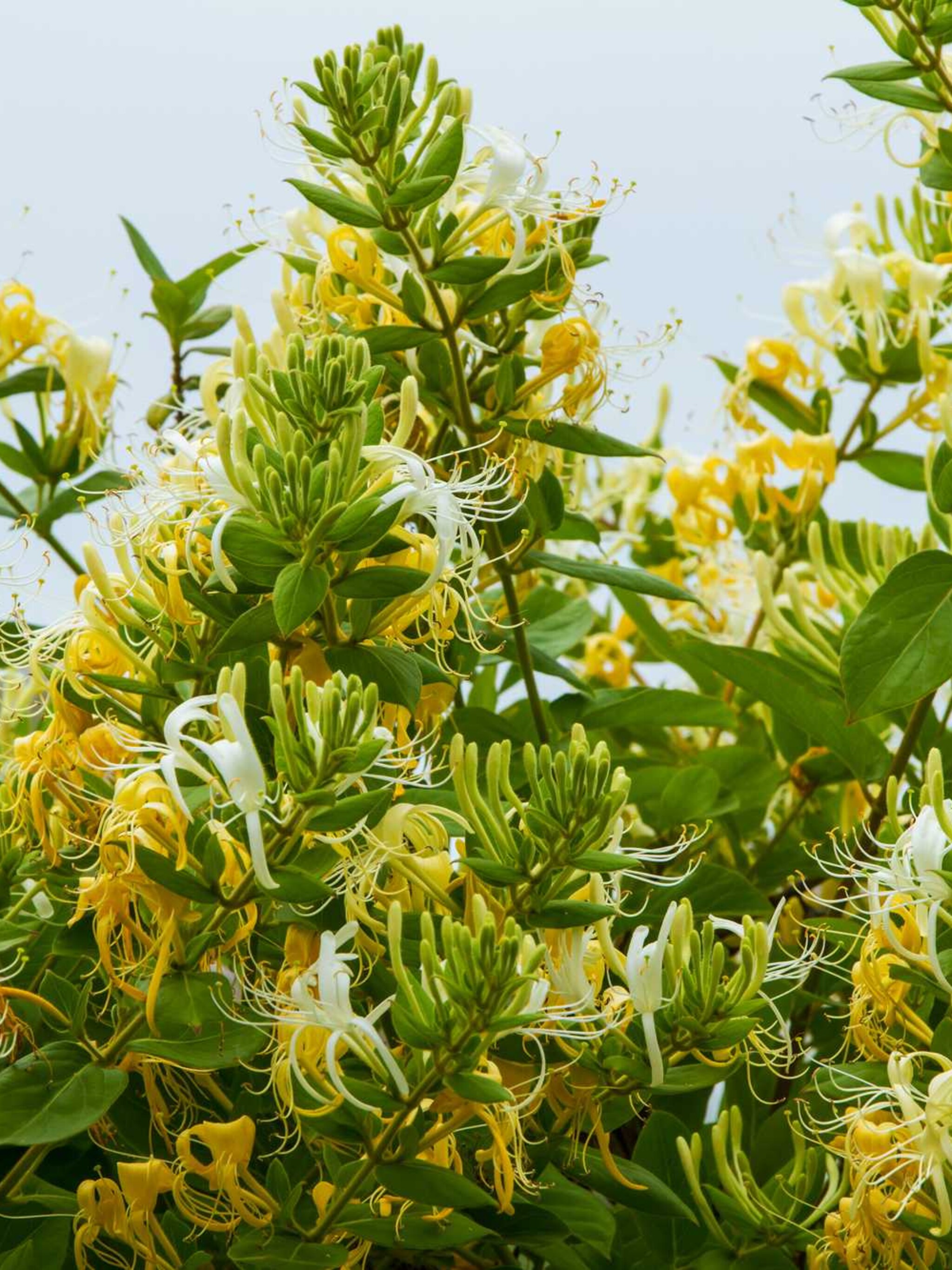 kamperfoelie lonicera japonica