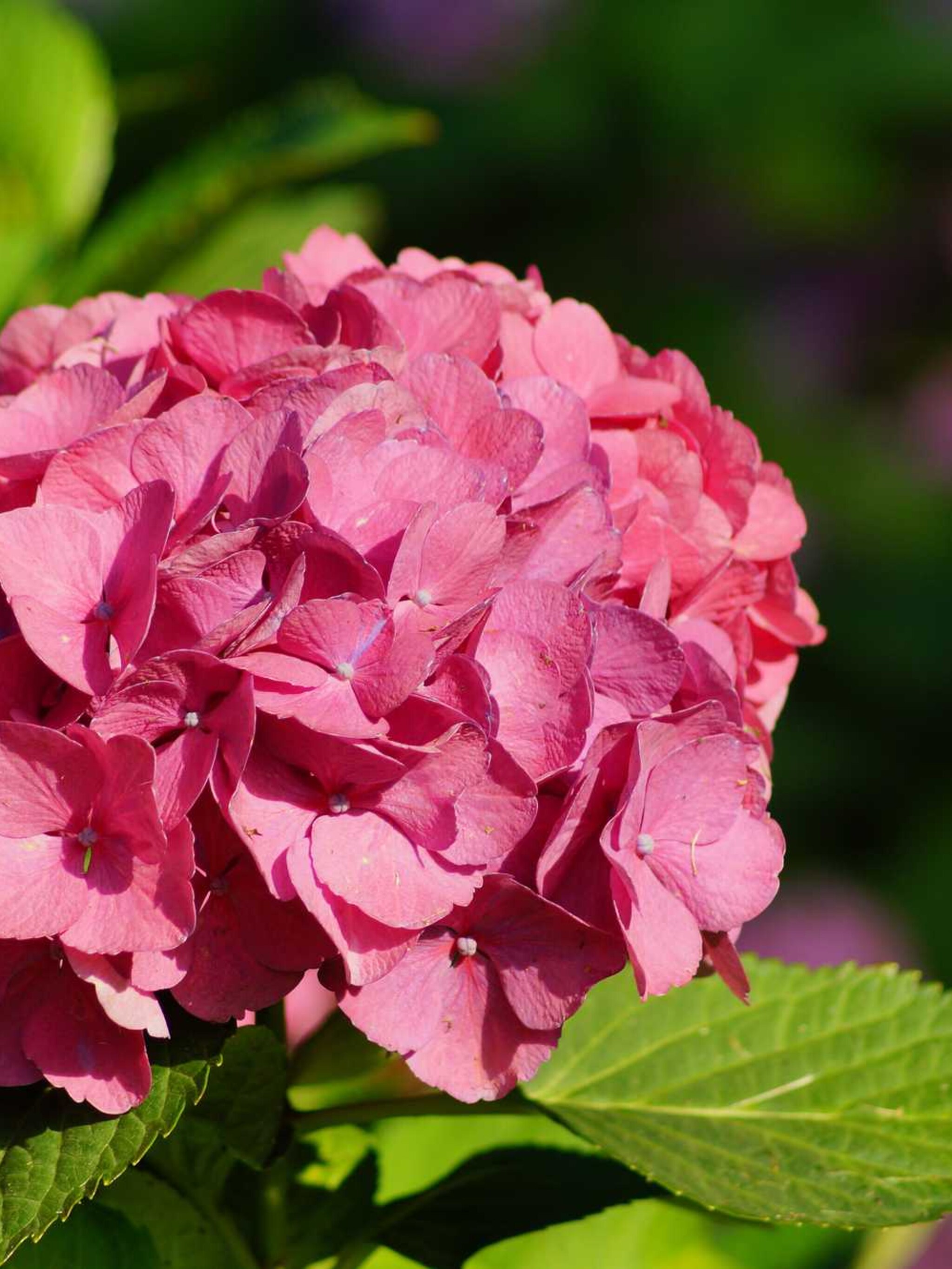 hortensia leuchtfeuer