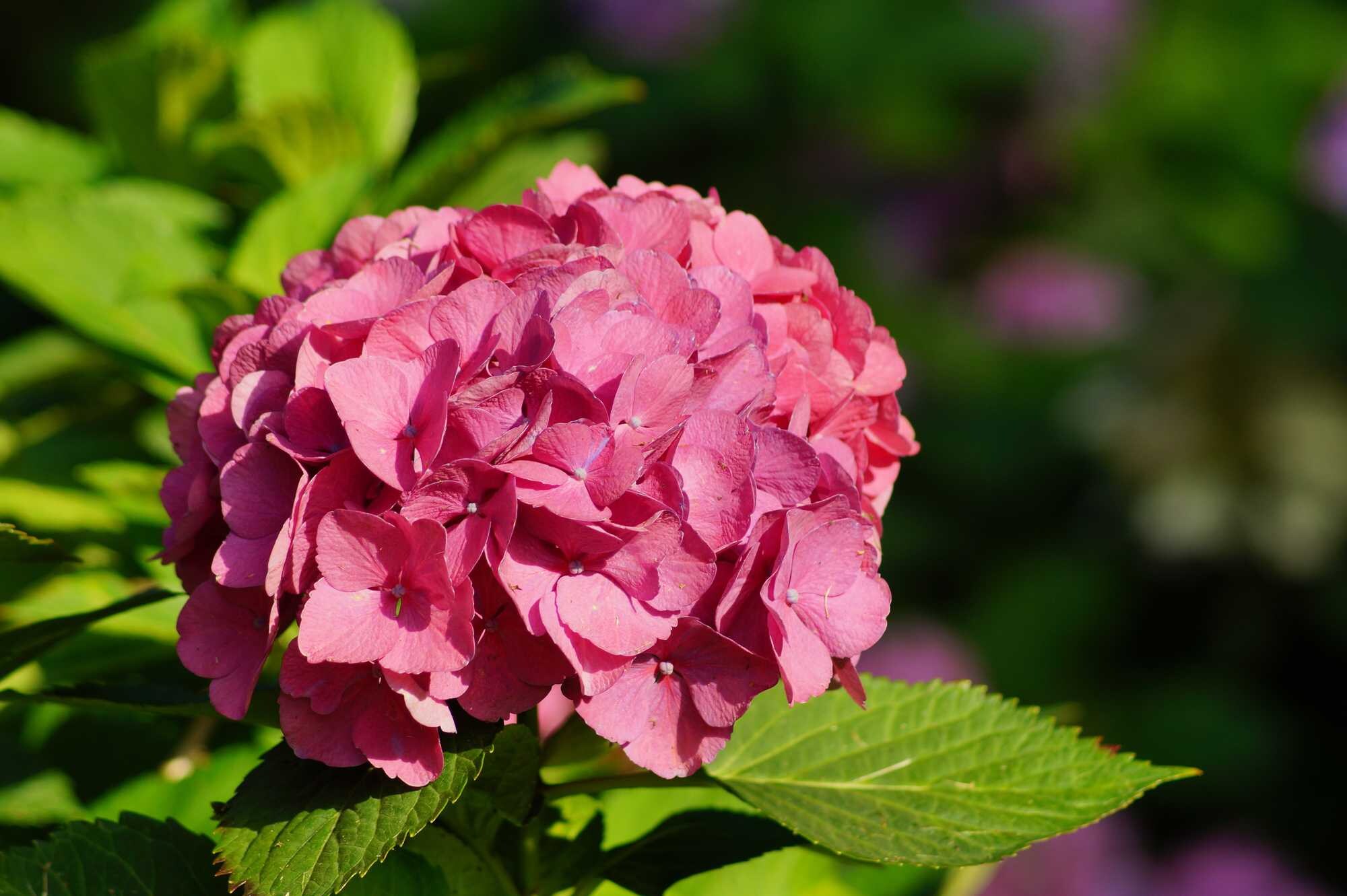 beeld vtwonen Shutterstock / Mariola Anna S