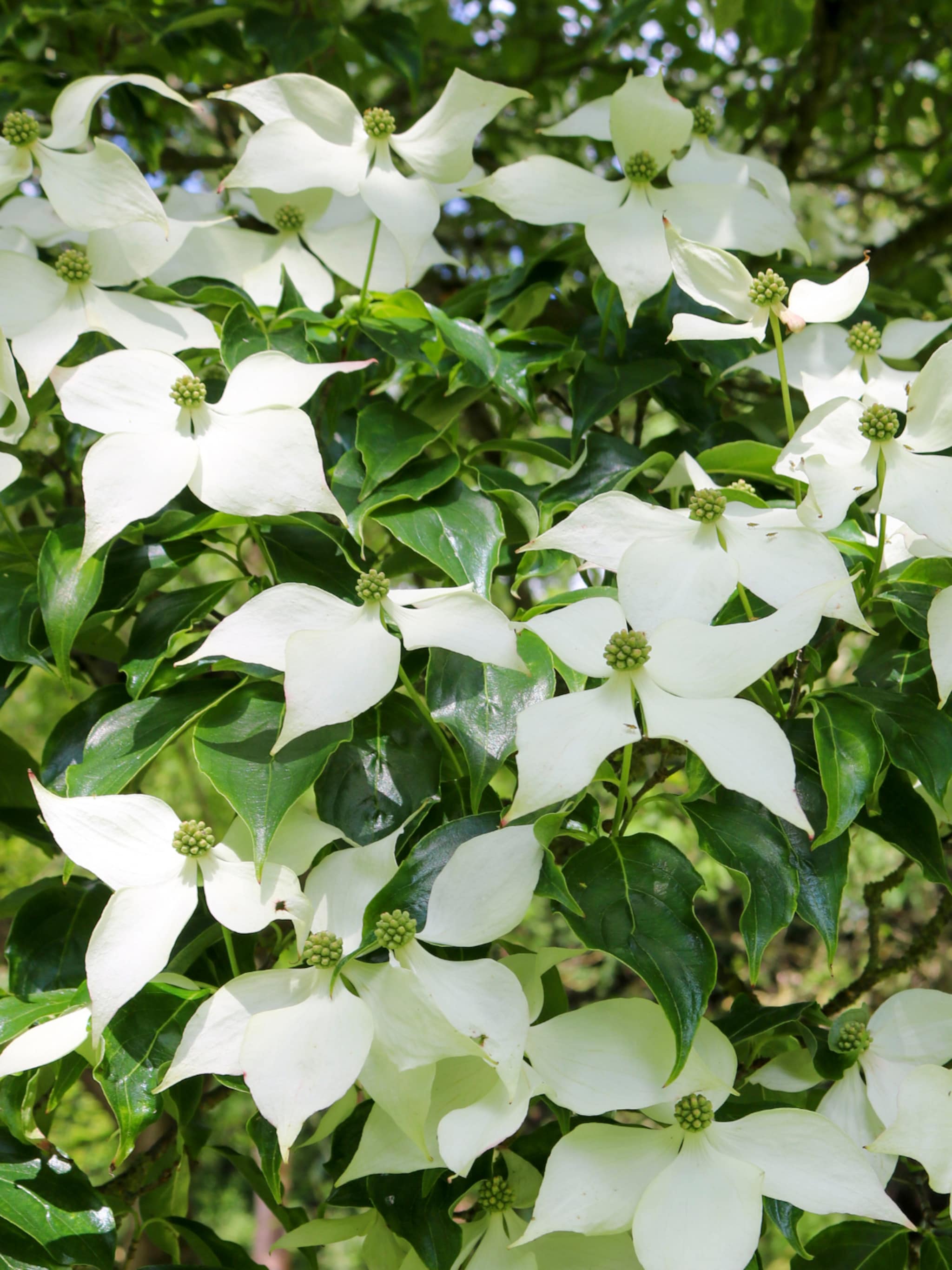 japanse kornoelje cornus kousa