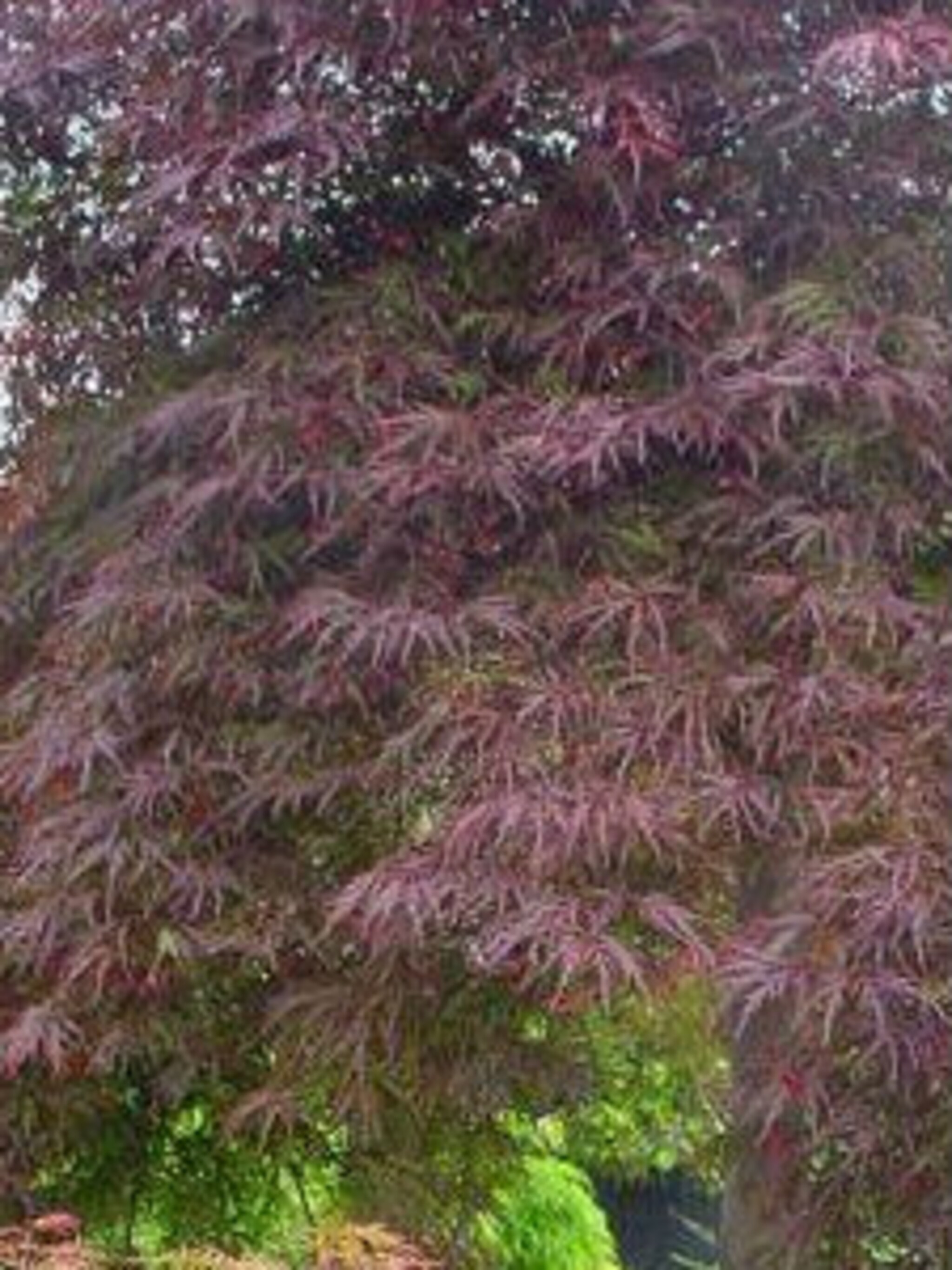 japanse esdoorn garnet