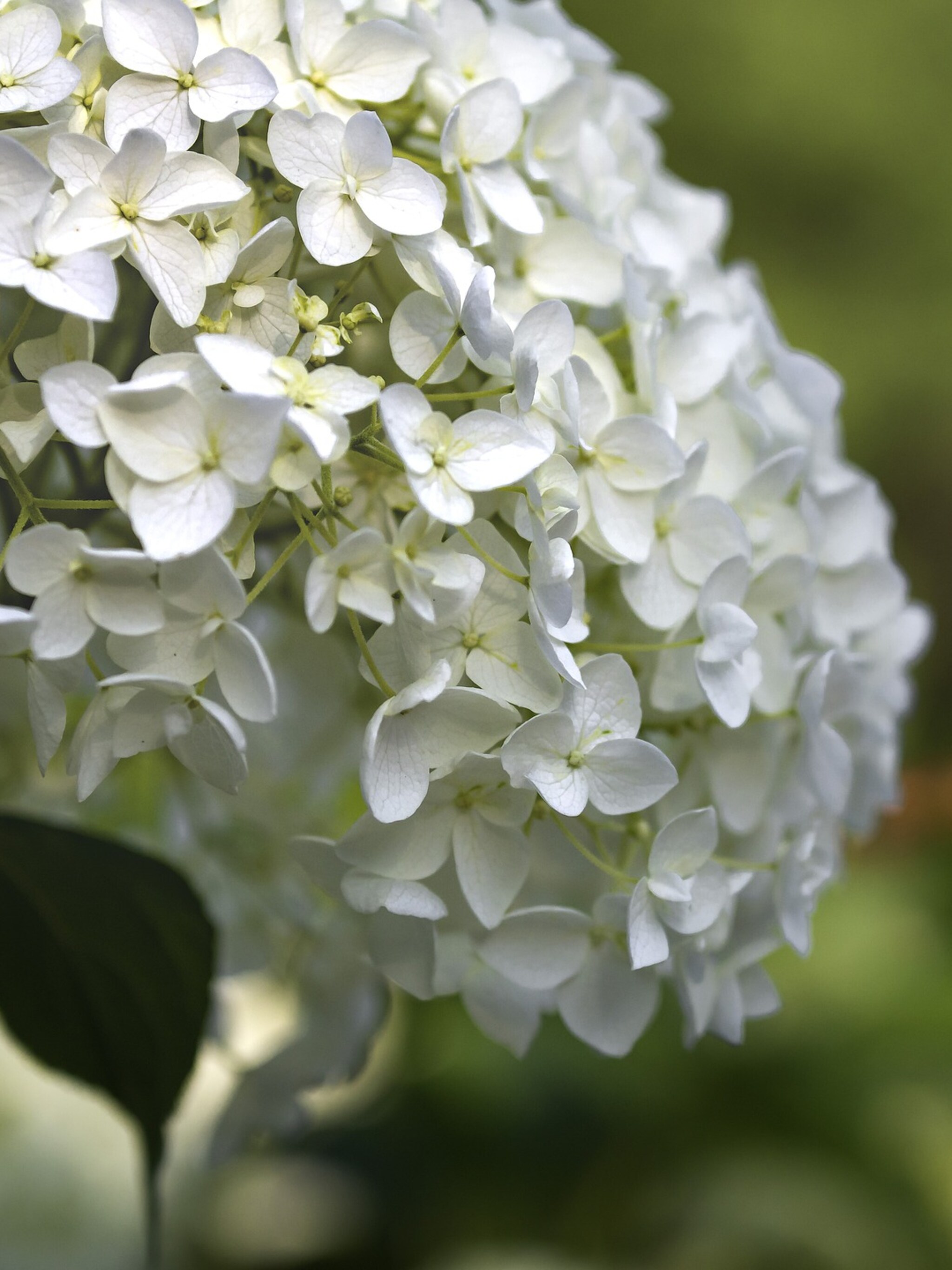 hortensia grandiflora