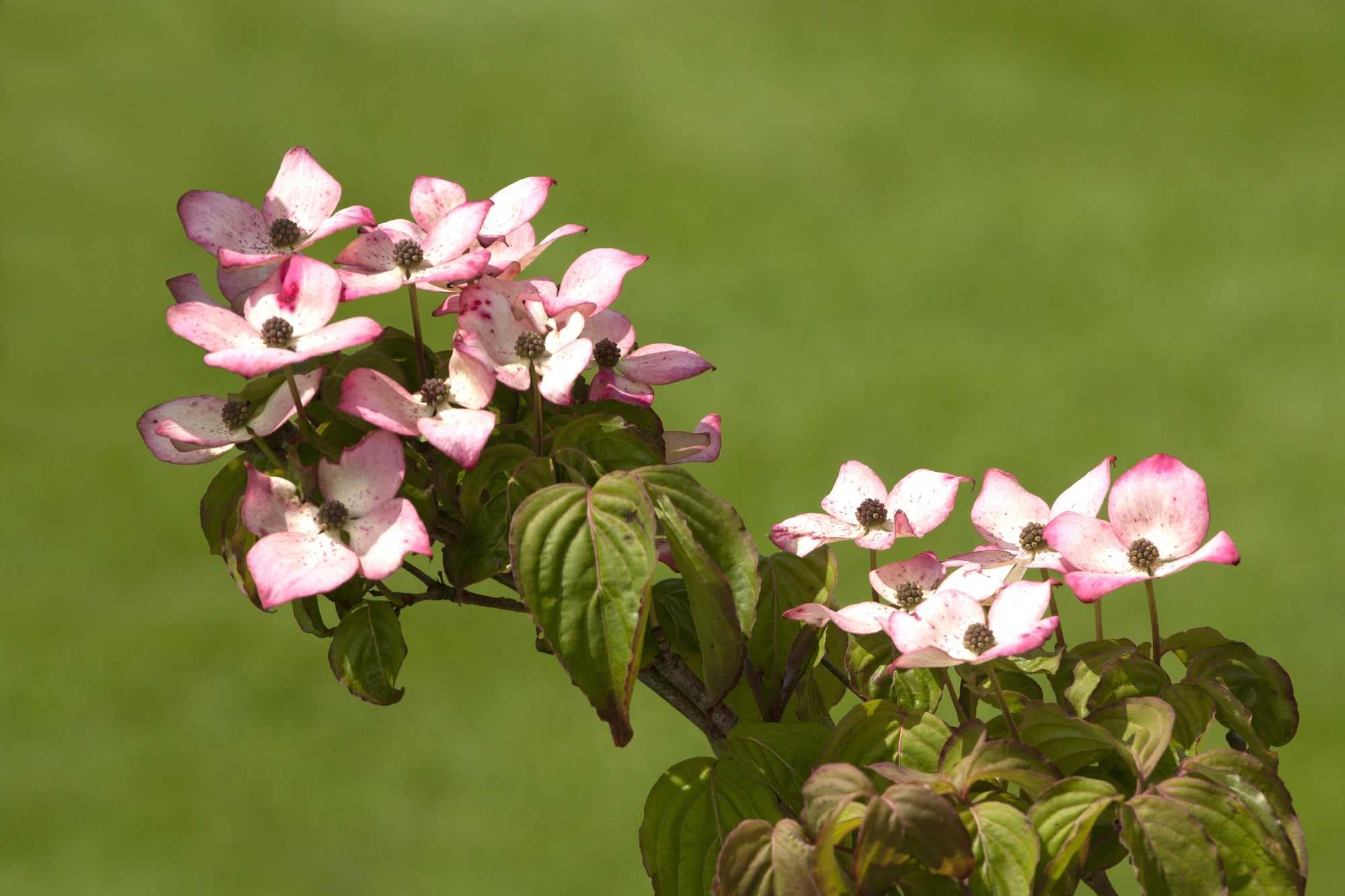 beeld vtwonen Shutterstock / Janneke Spronk