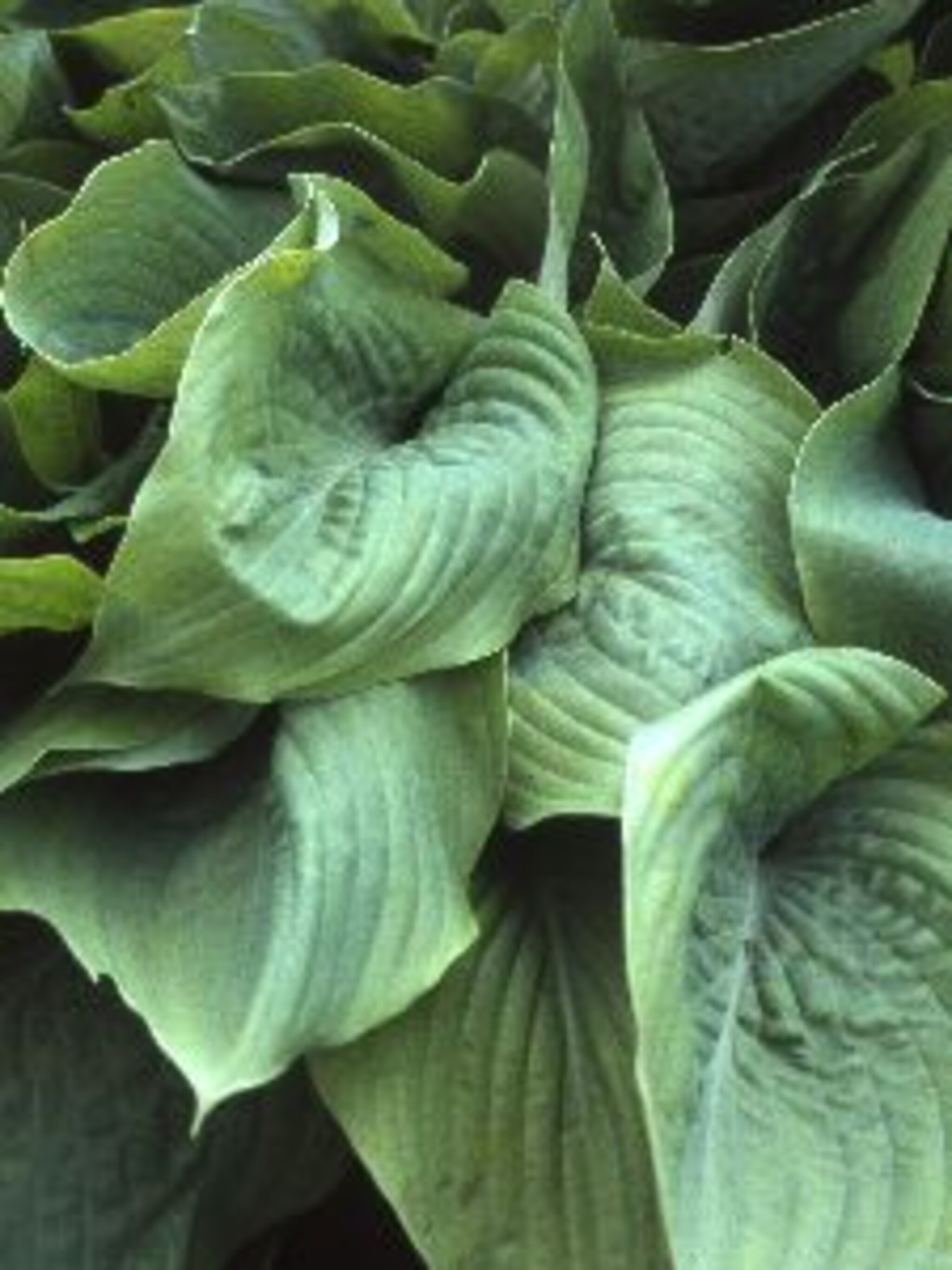 hosta sum and substance