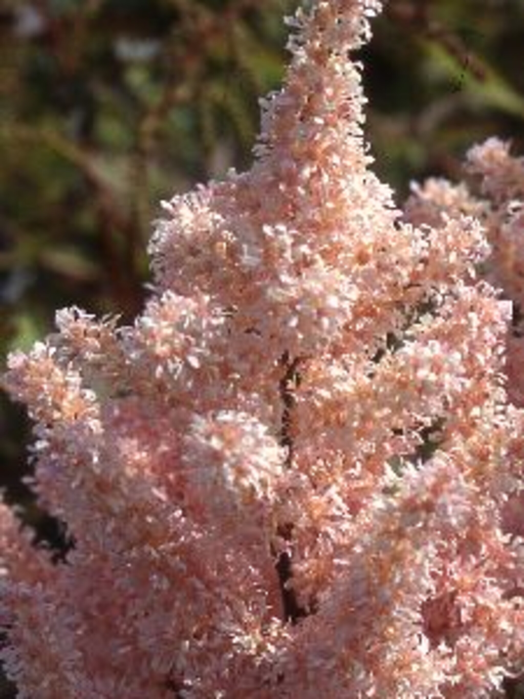 japanse pluimspirea