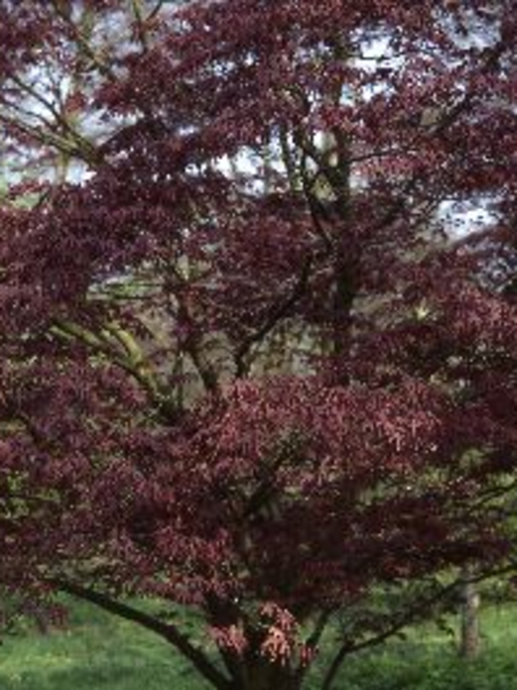 japanse esdoorn bloodgood