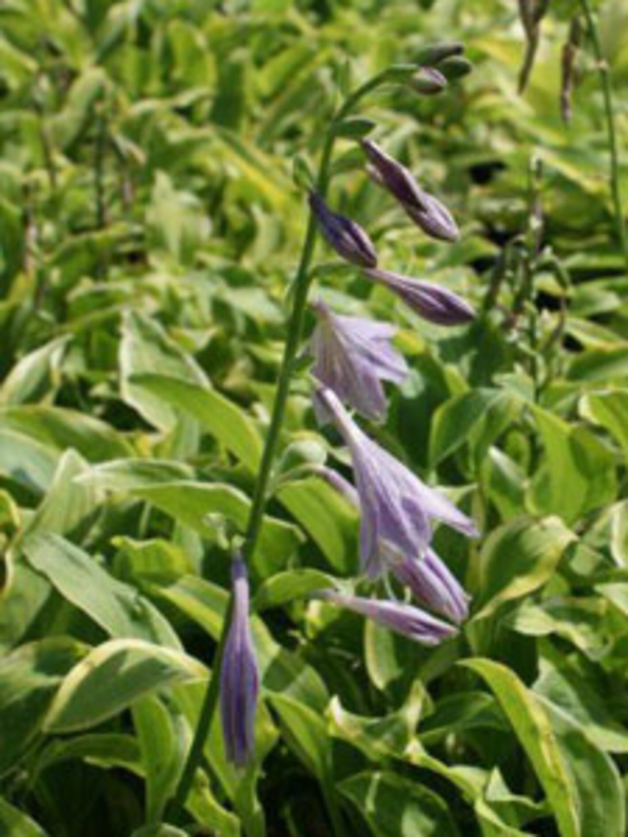 hosta golden tiara