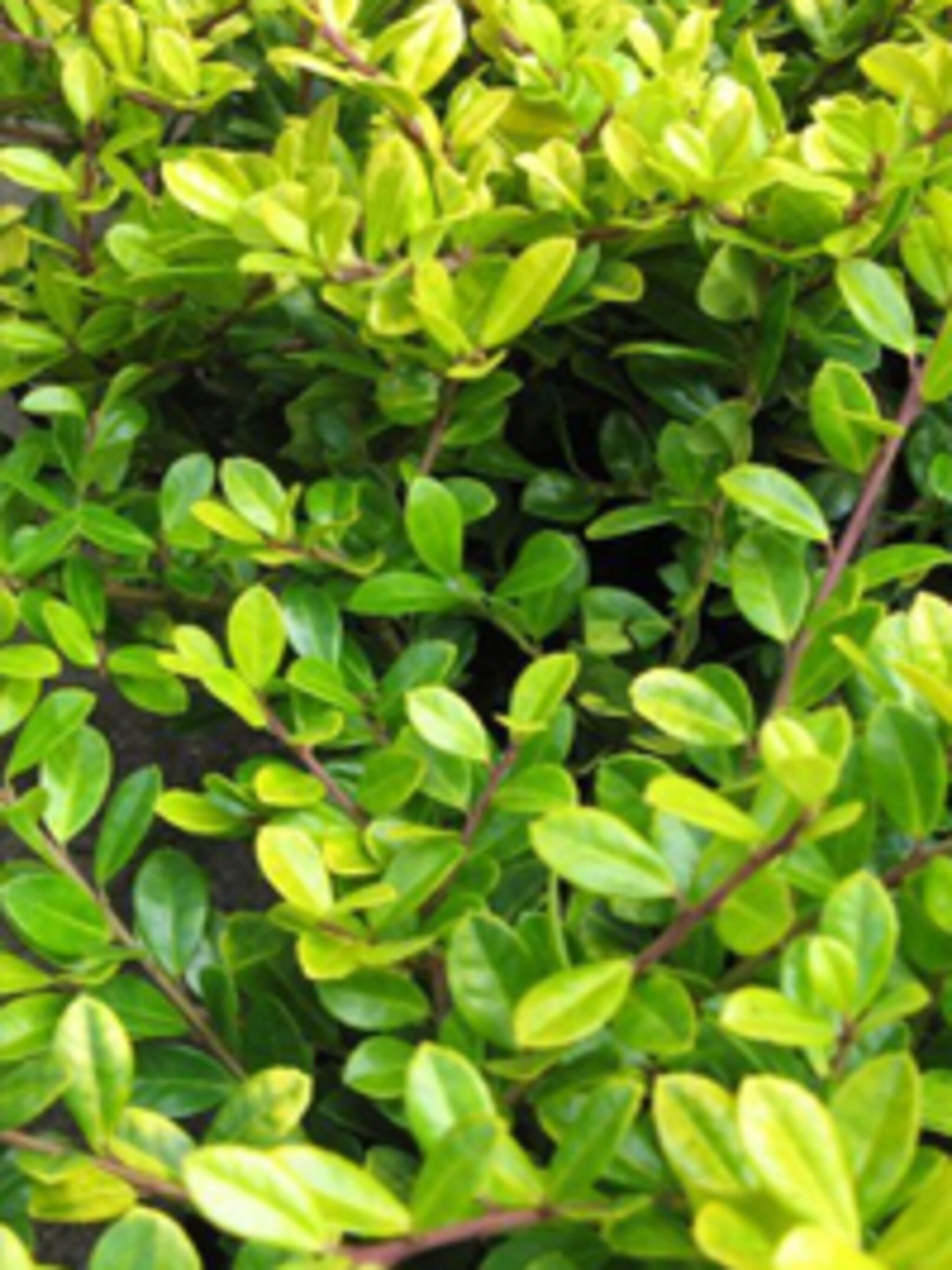 japanse hulst ilex crenata
