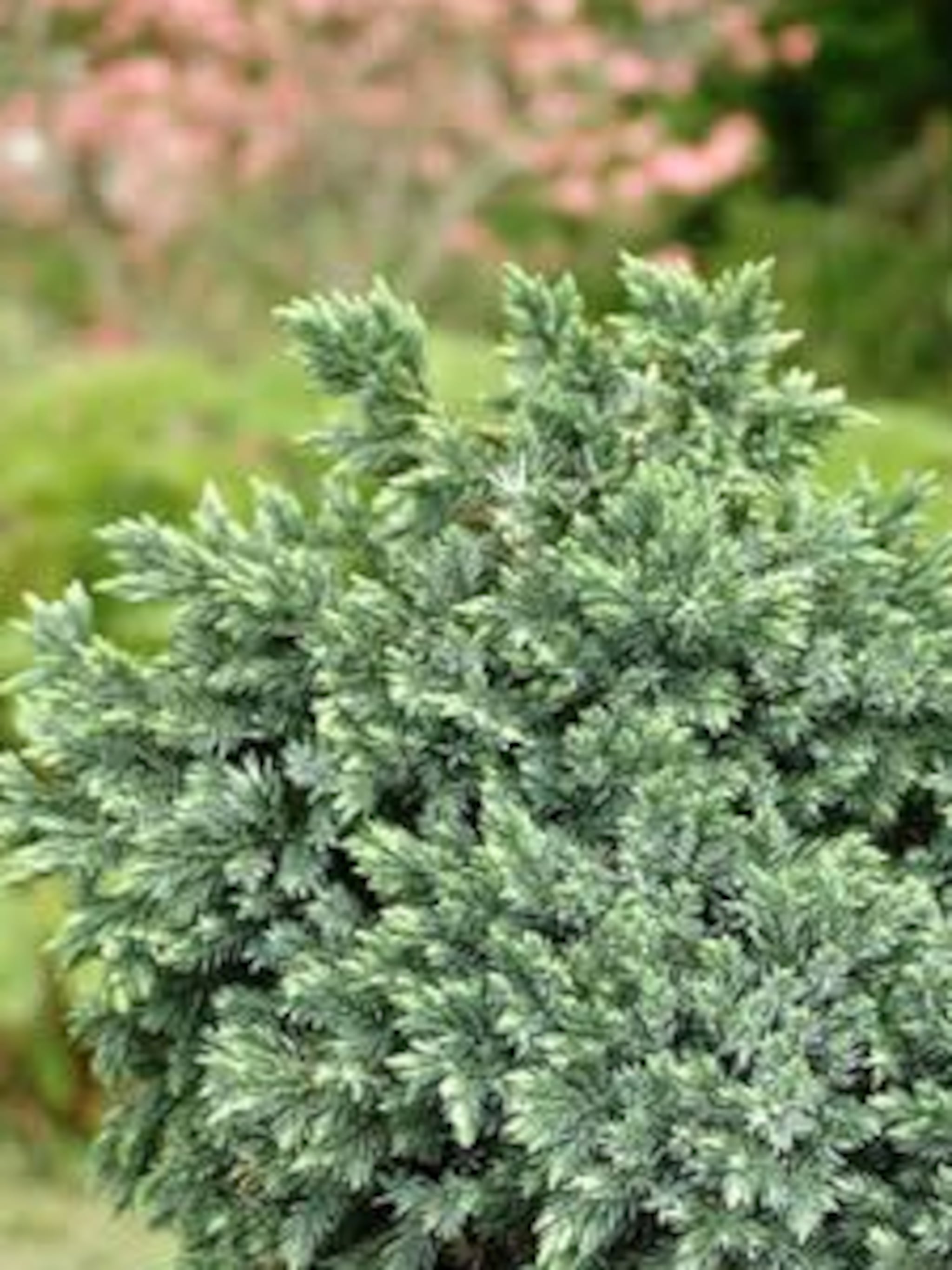 jeneverbes blue star