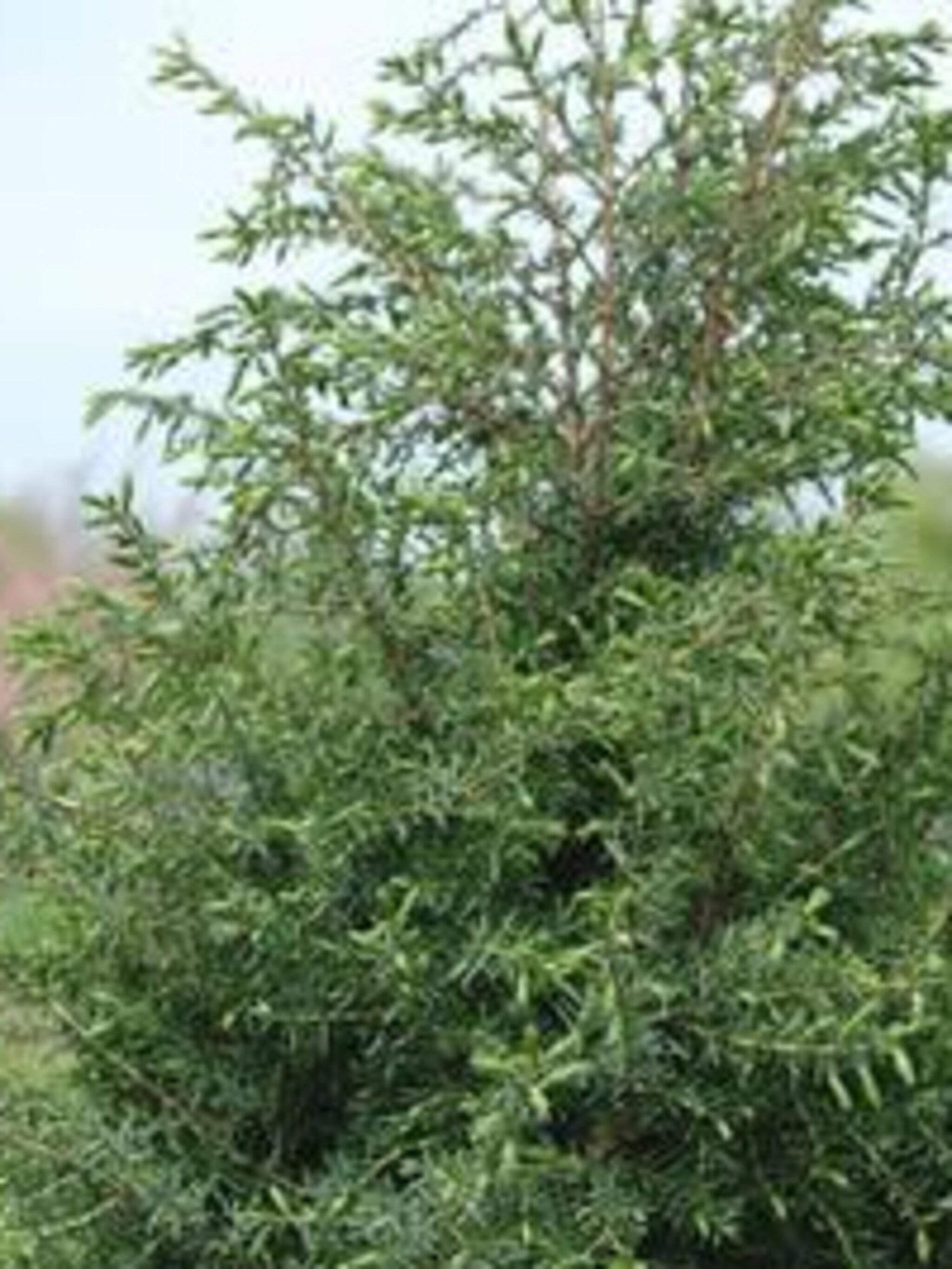 jeneverbes hibirnica