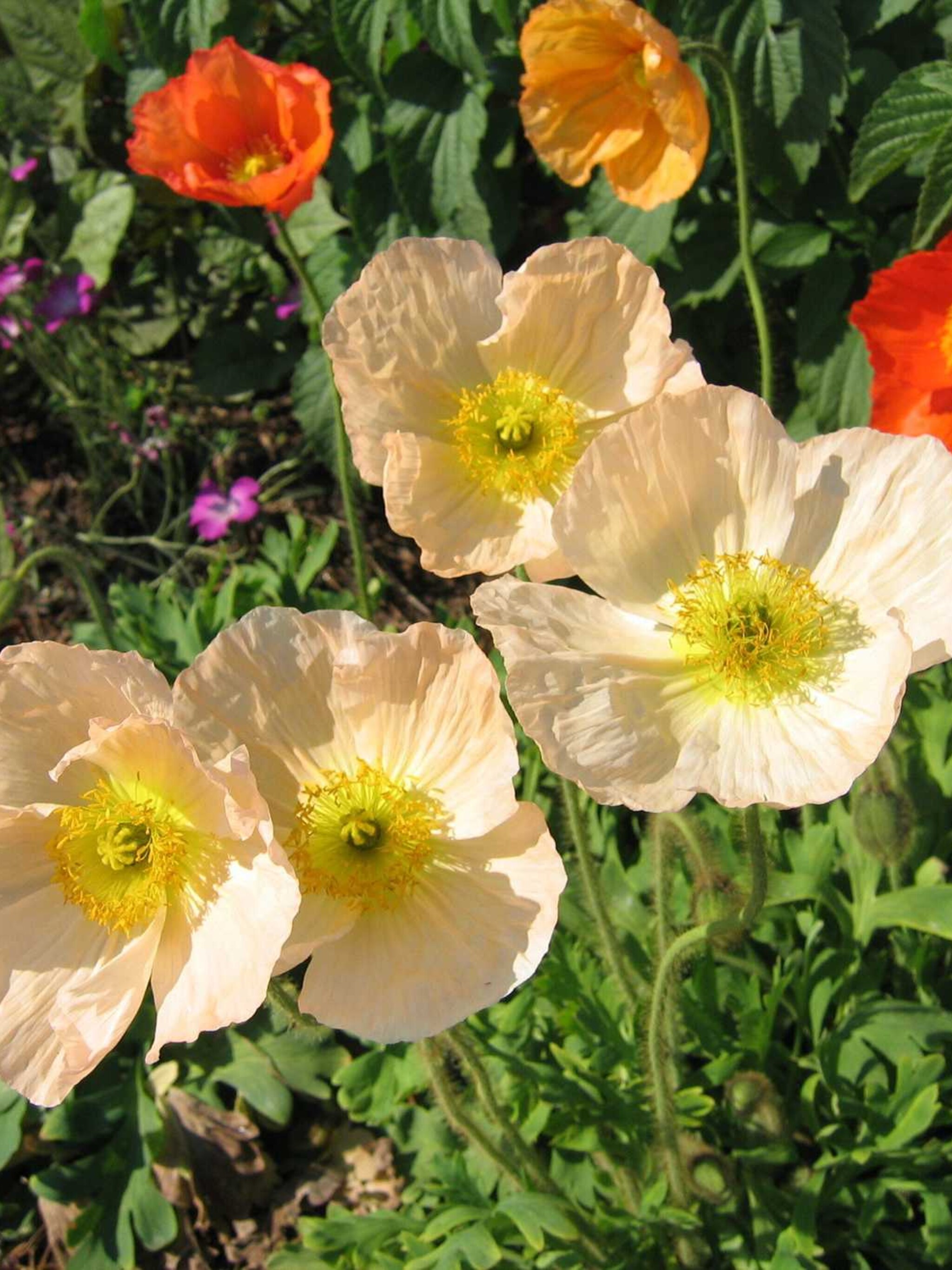 ijslandse papaver