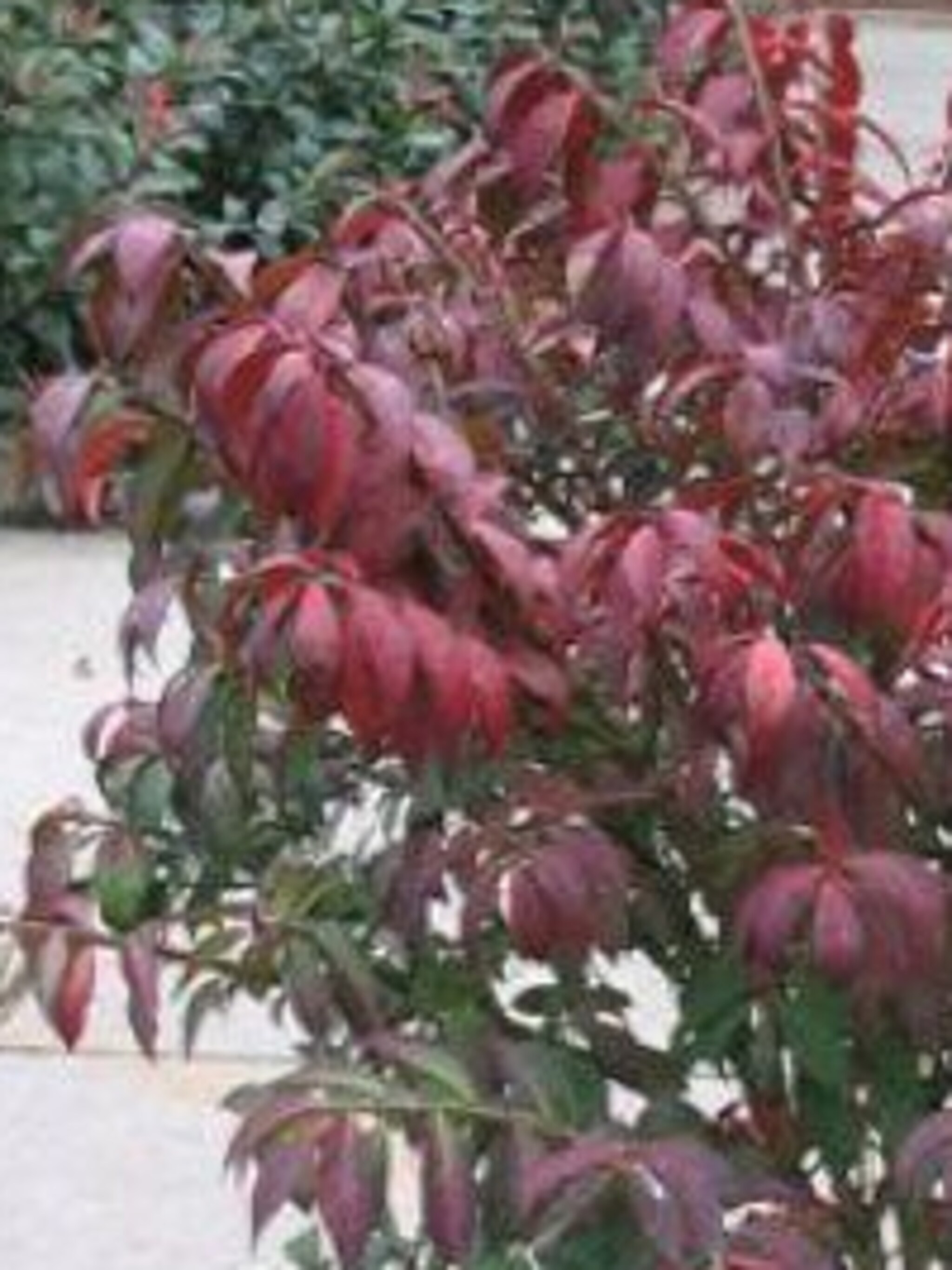 kardinaalshoed compactus
