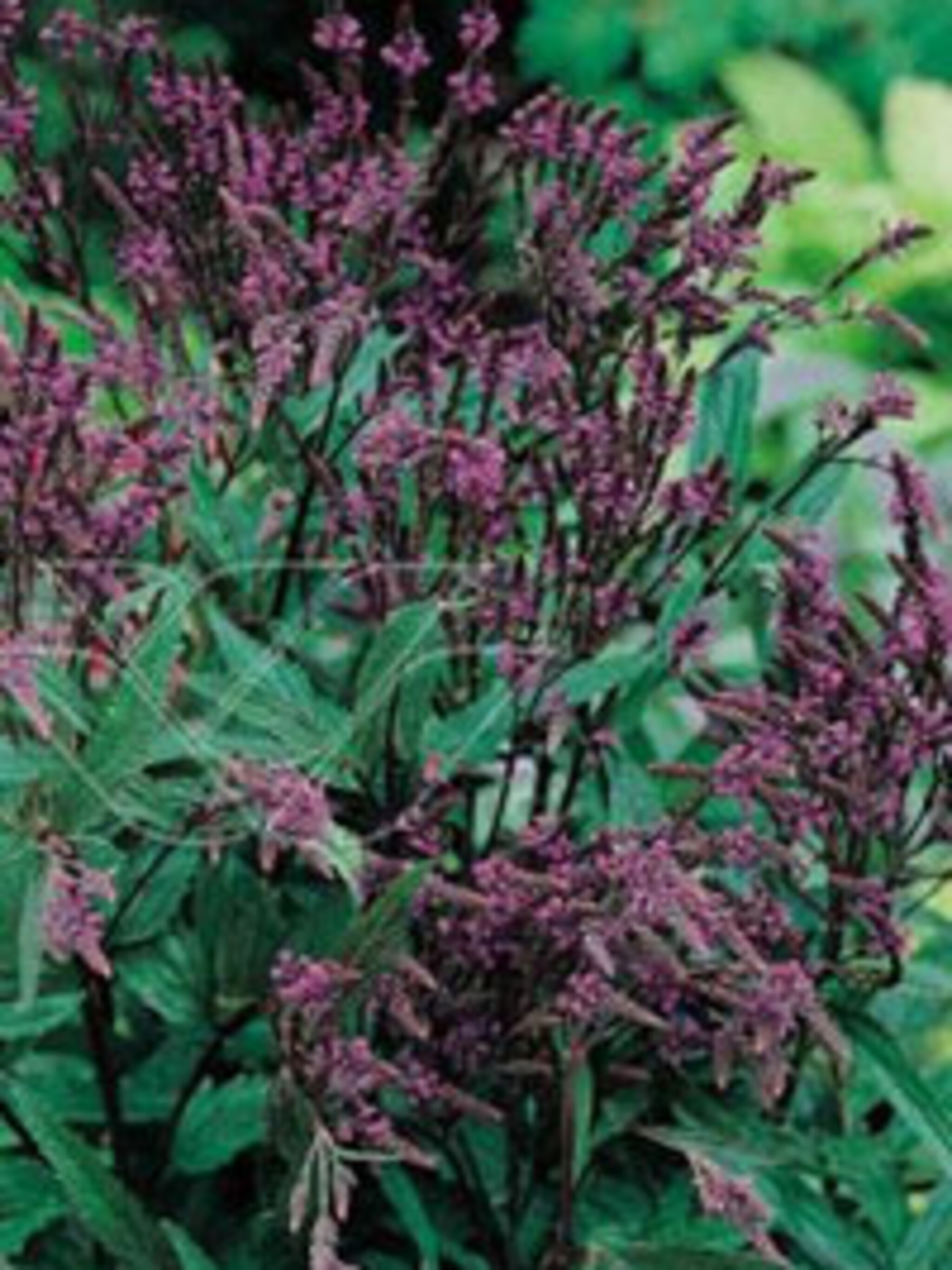 ijzerhard verbena hastata