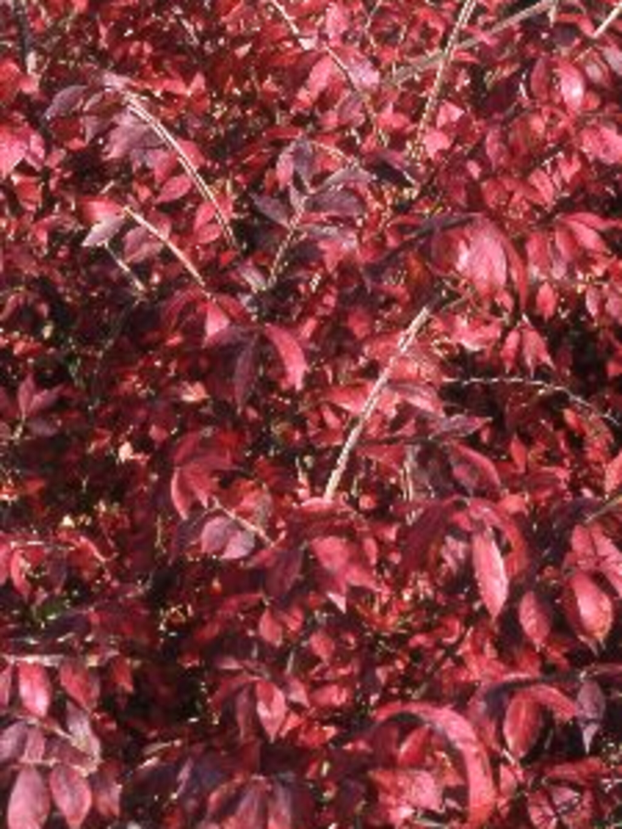 kardinaalshoed euonymus alatus