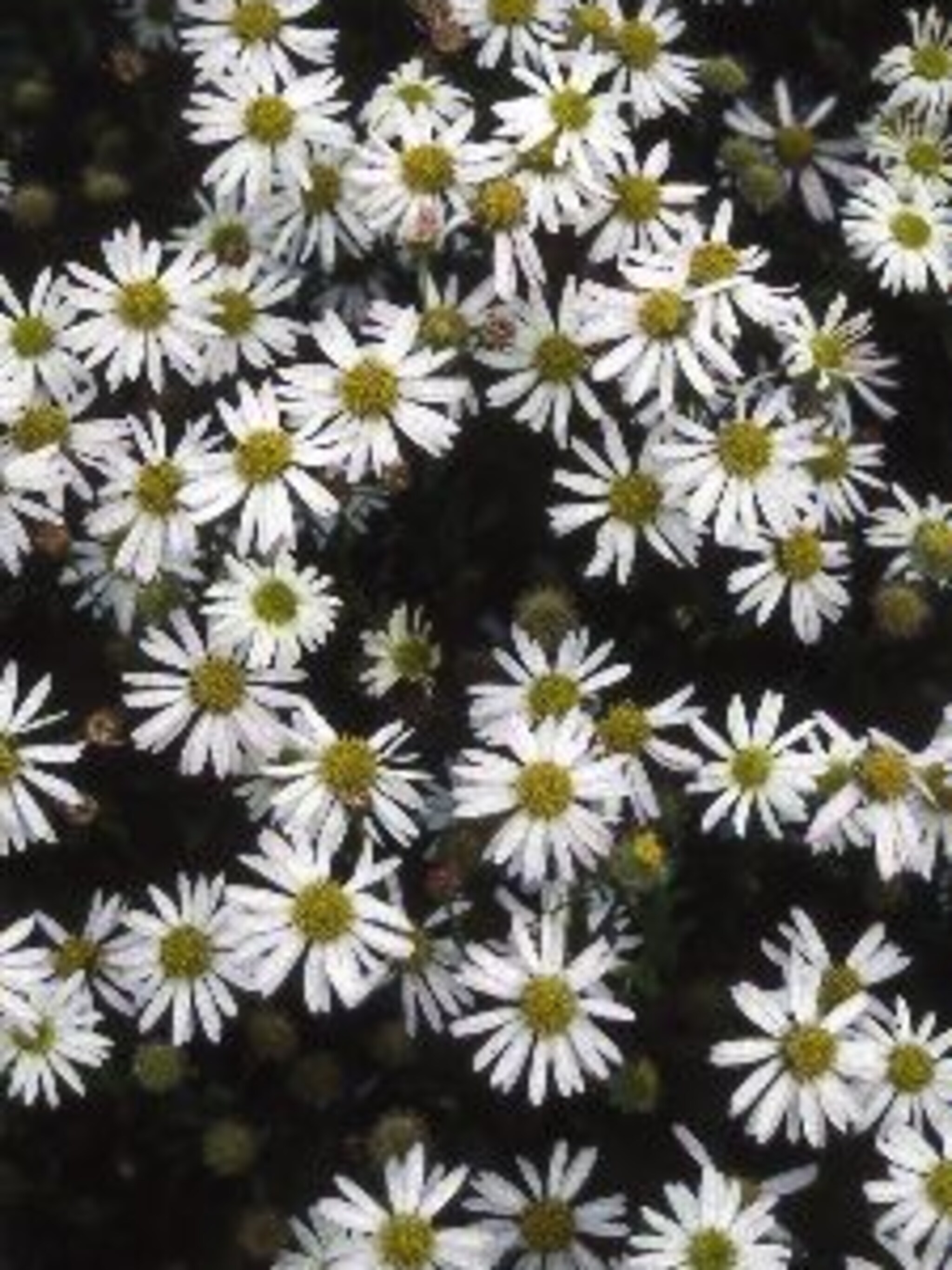 kalimeris kalimeris incisa