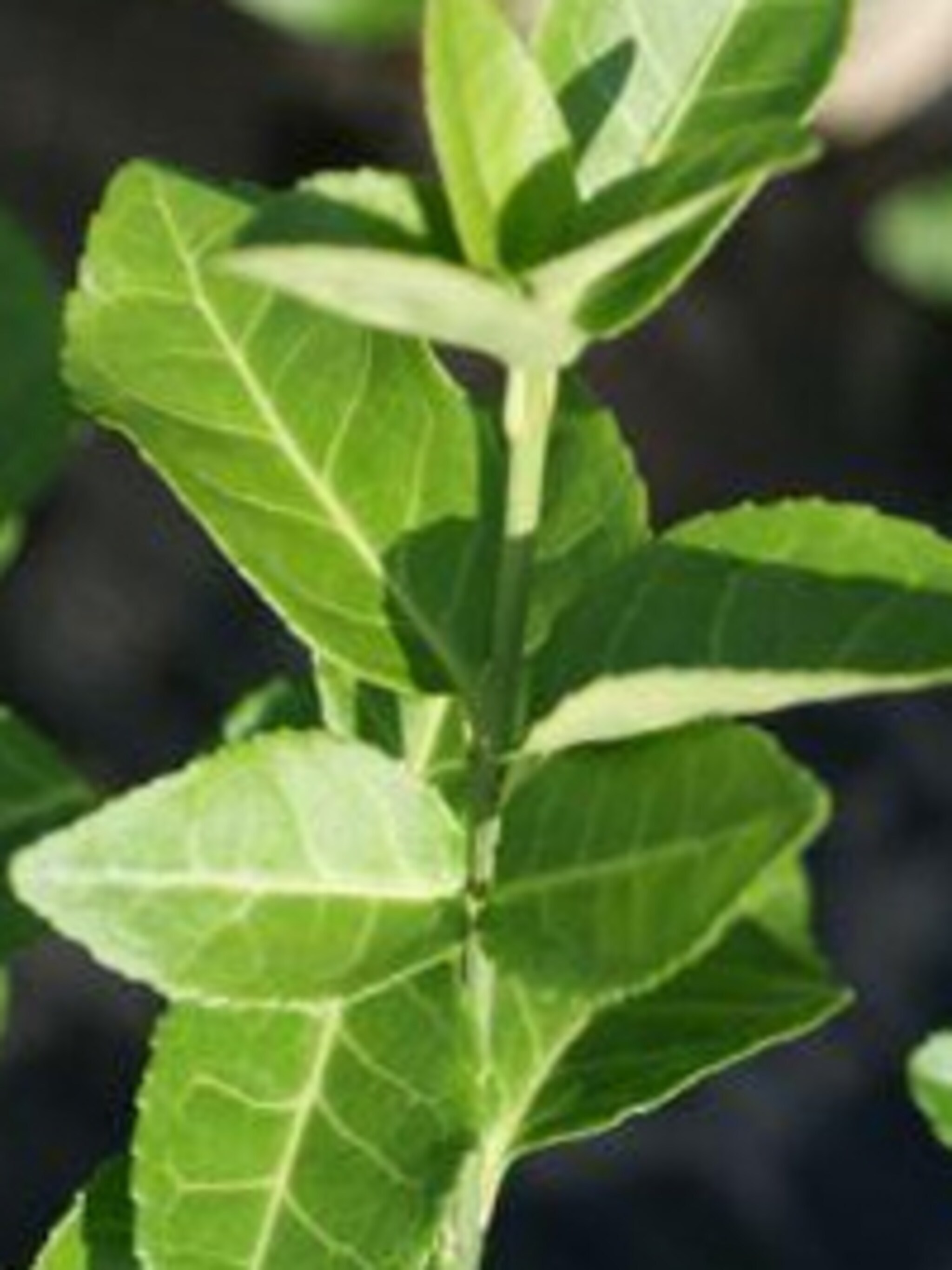 kardinaalshoed hort s blaze