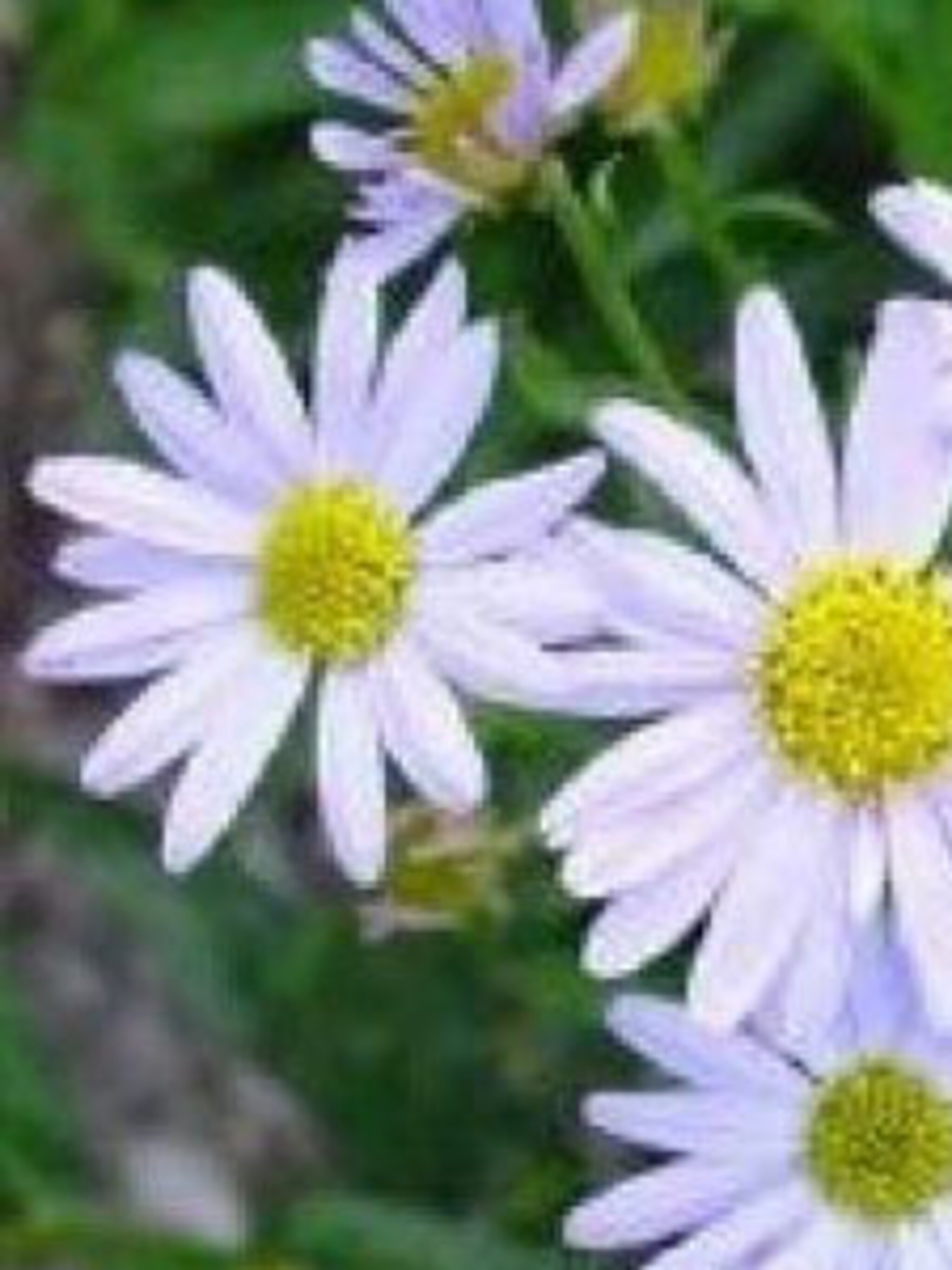 kalimeris blue star