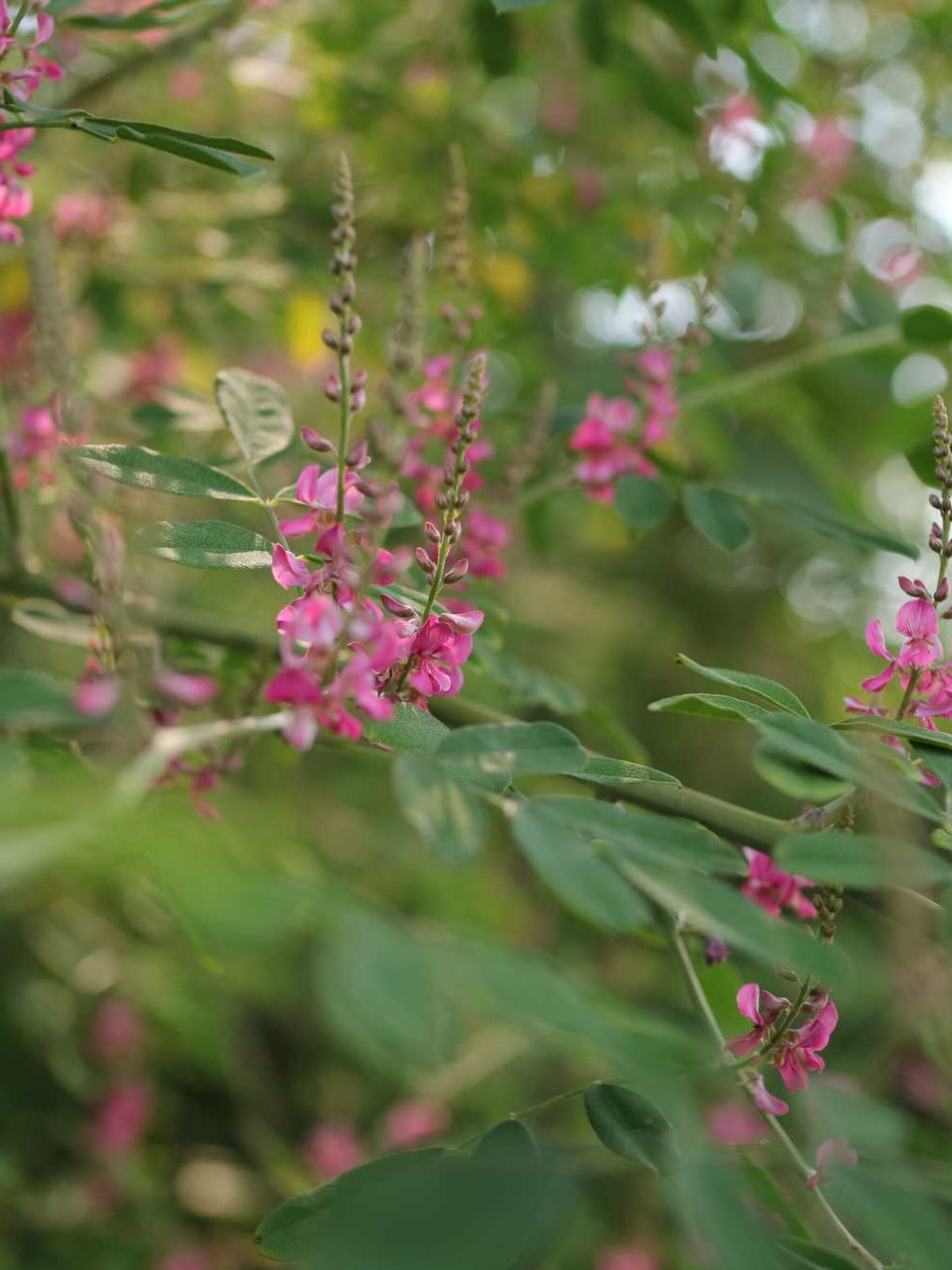 indigostruik indigofera kirilowii