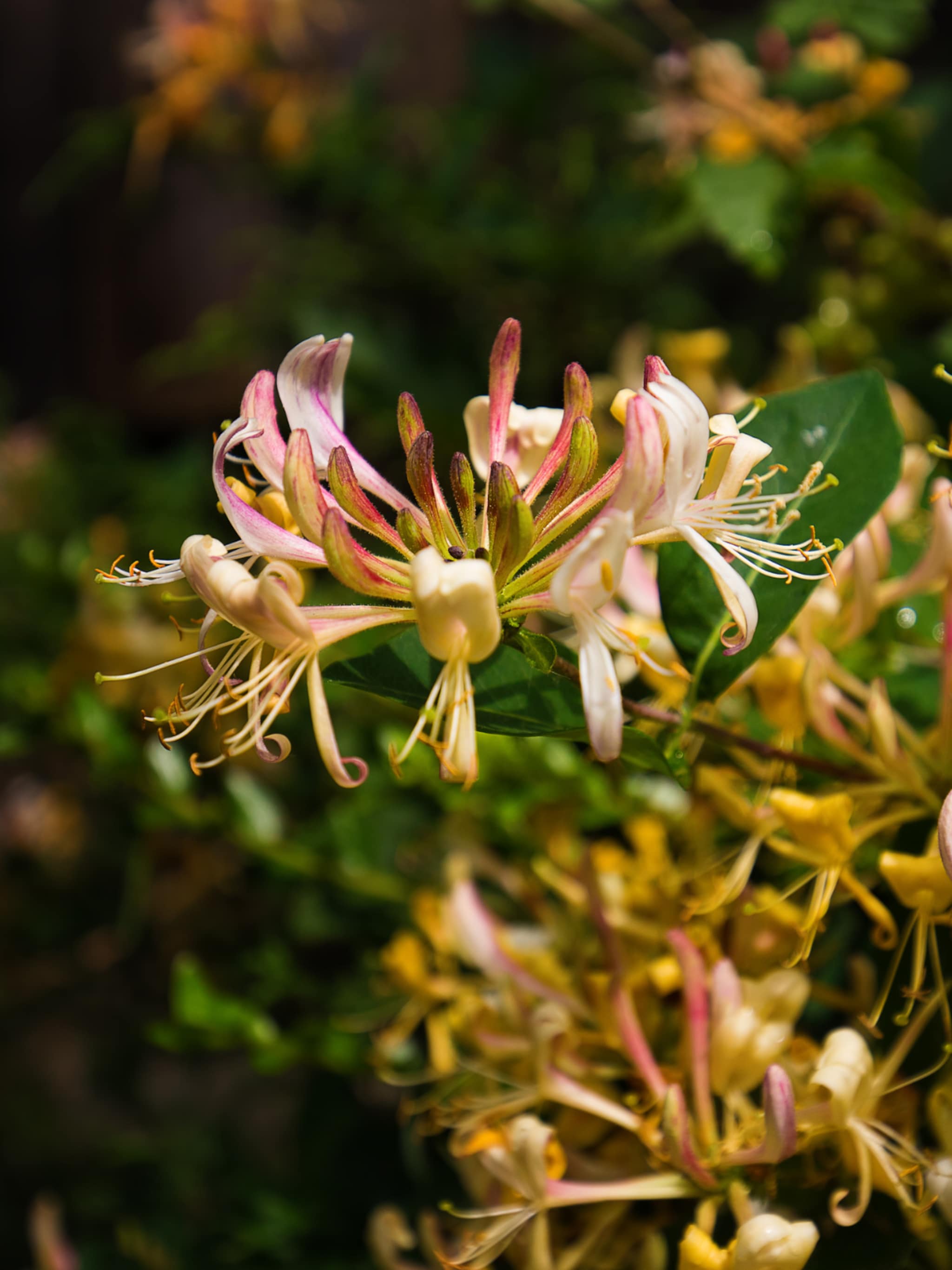kamperfoelie lonicera henryi