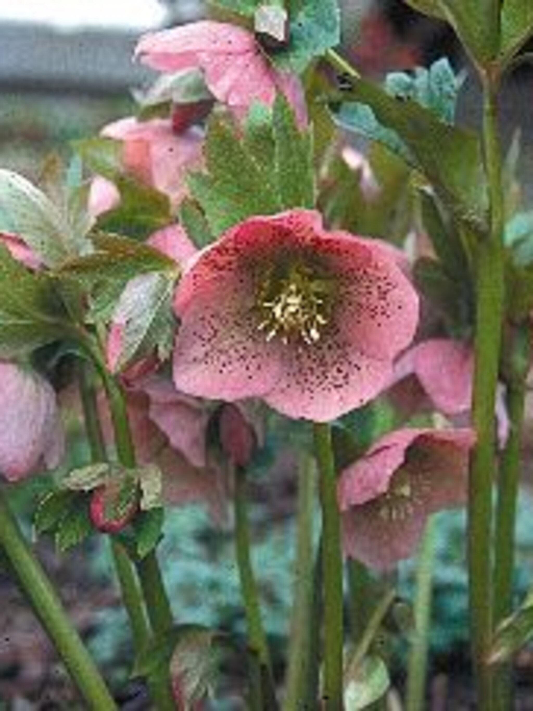 kerstroos helleborus purpurascens