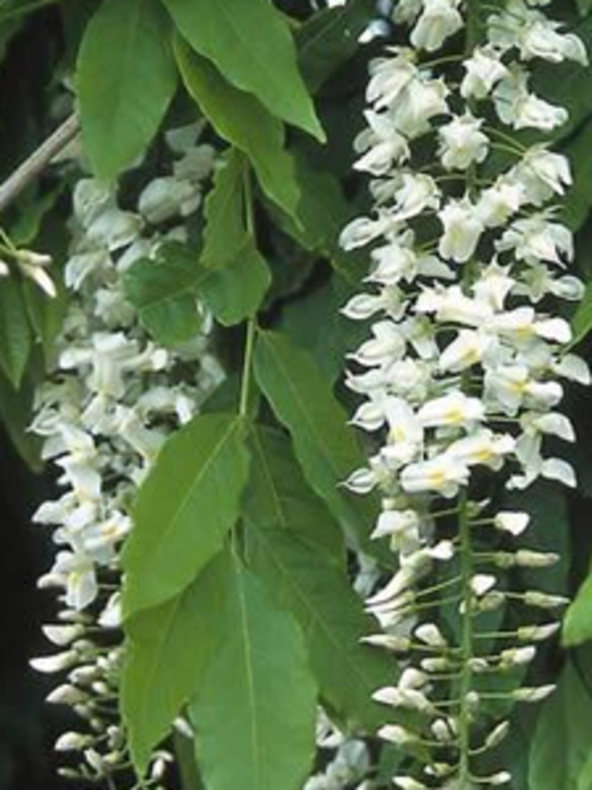 blauweregen alba