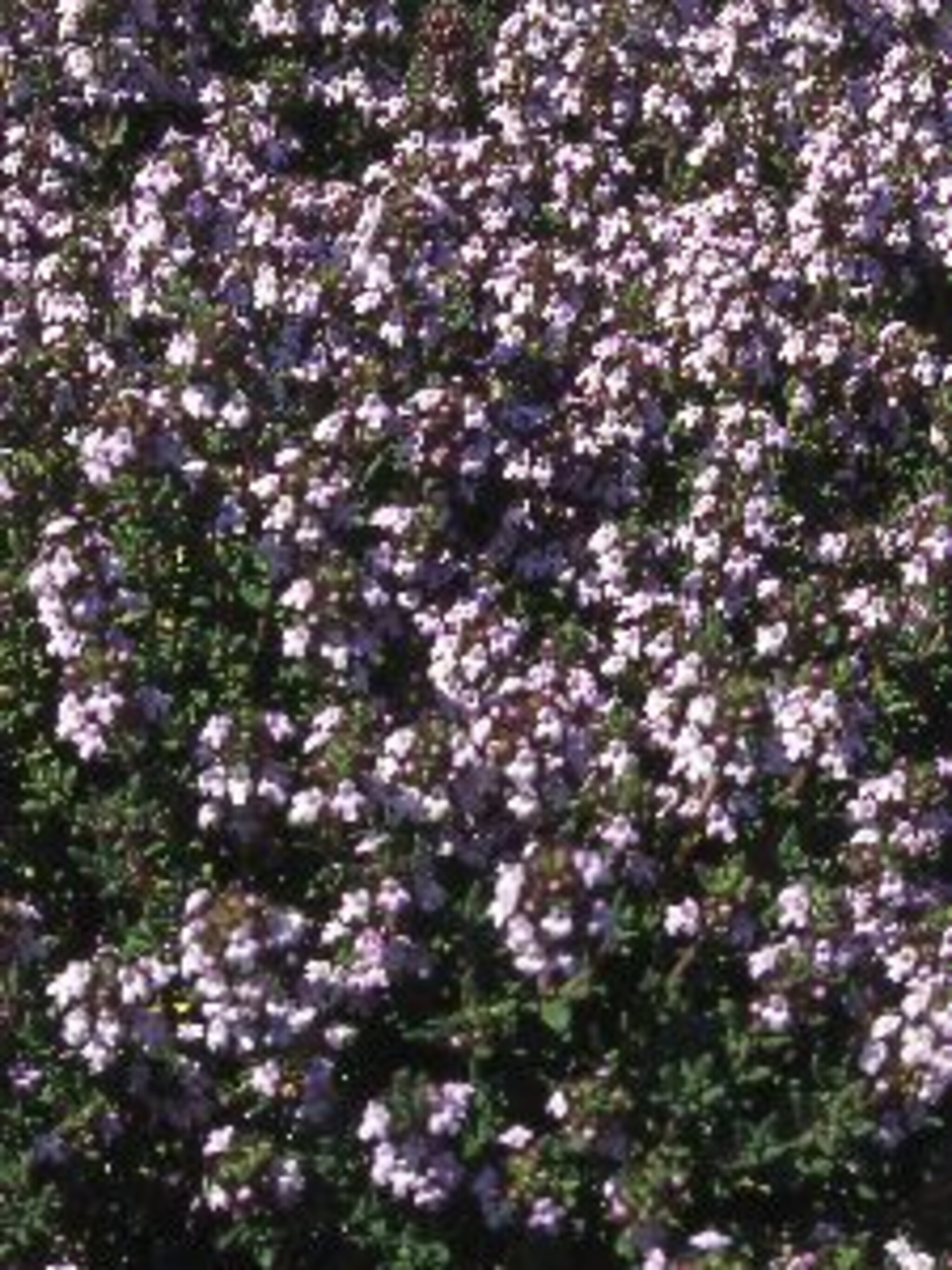 keukentijm thymus vulgaris