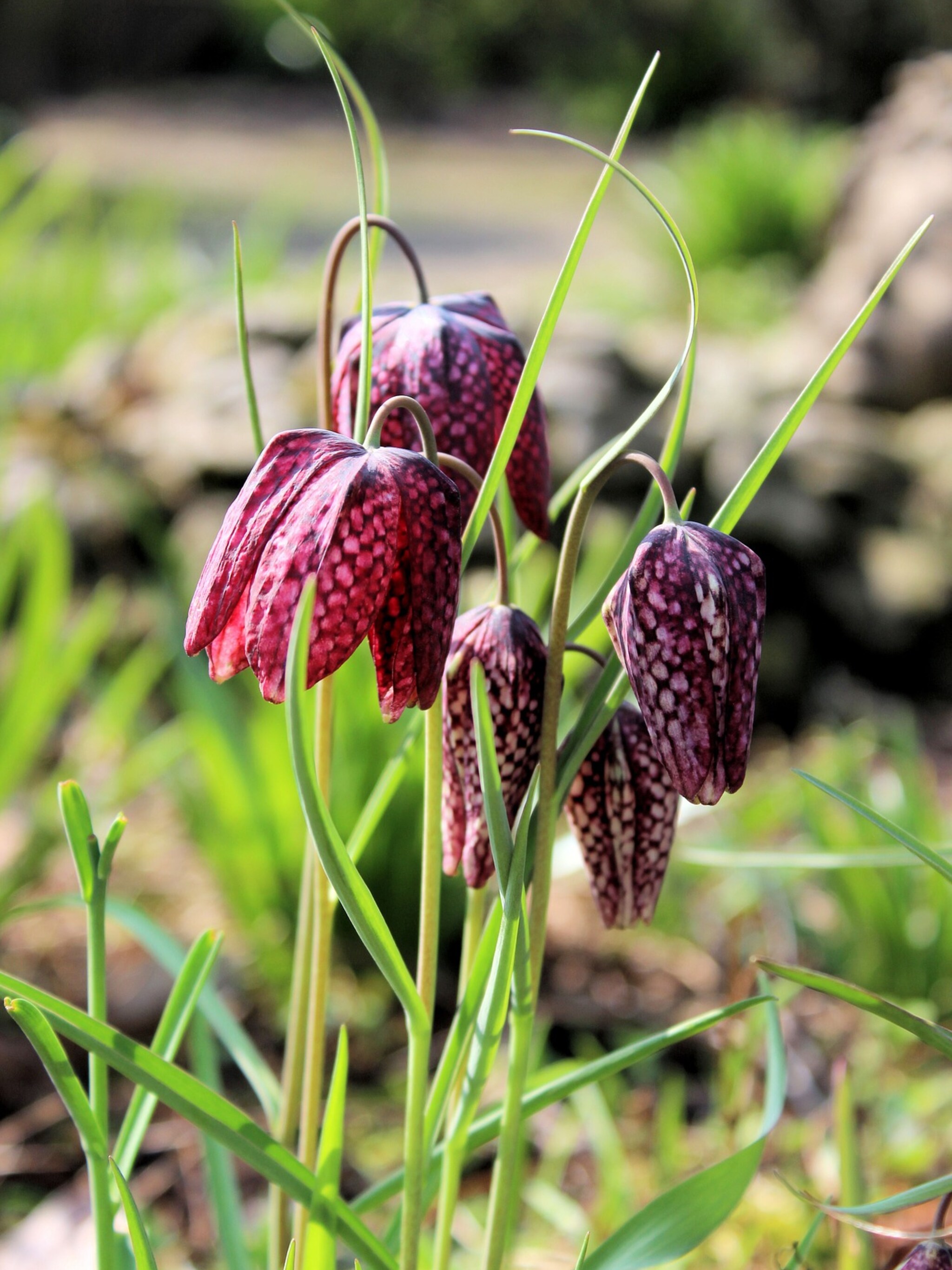 kievitsbloem