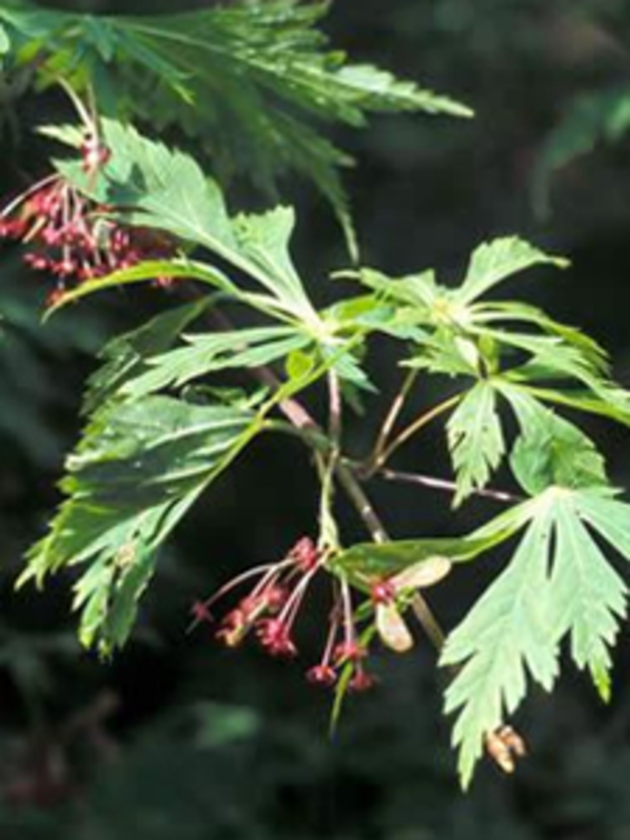 japanse esdoorn aconitifolium