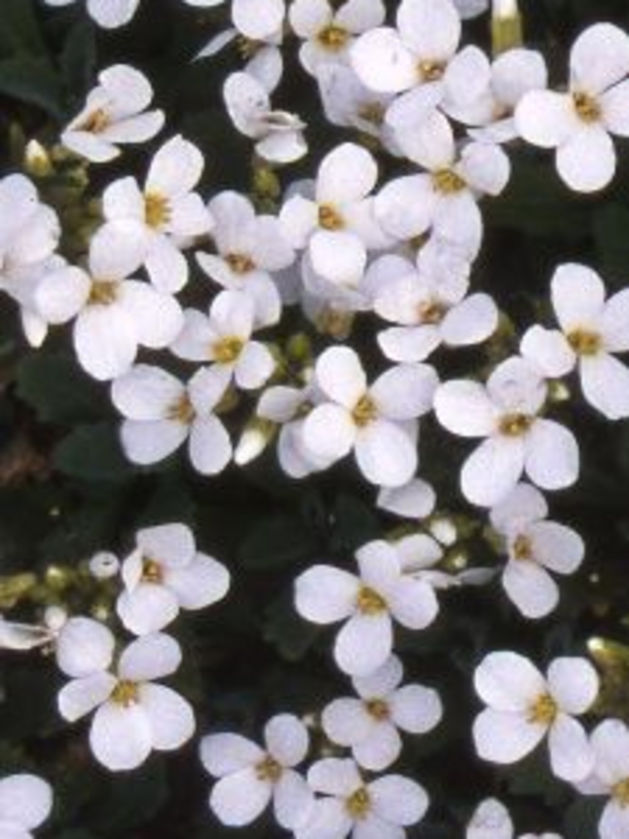 kaukasische scheefkelk arabis caucasica