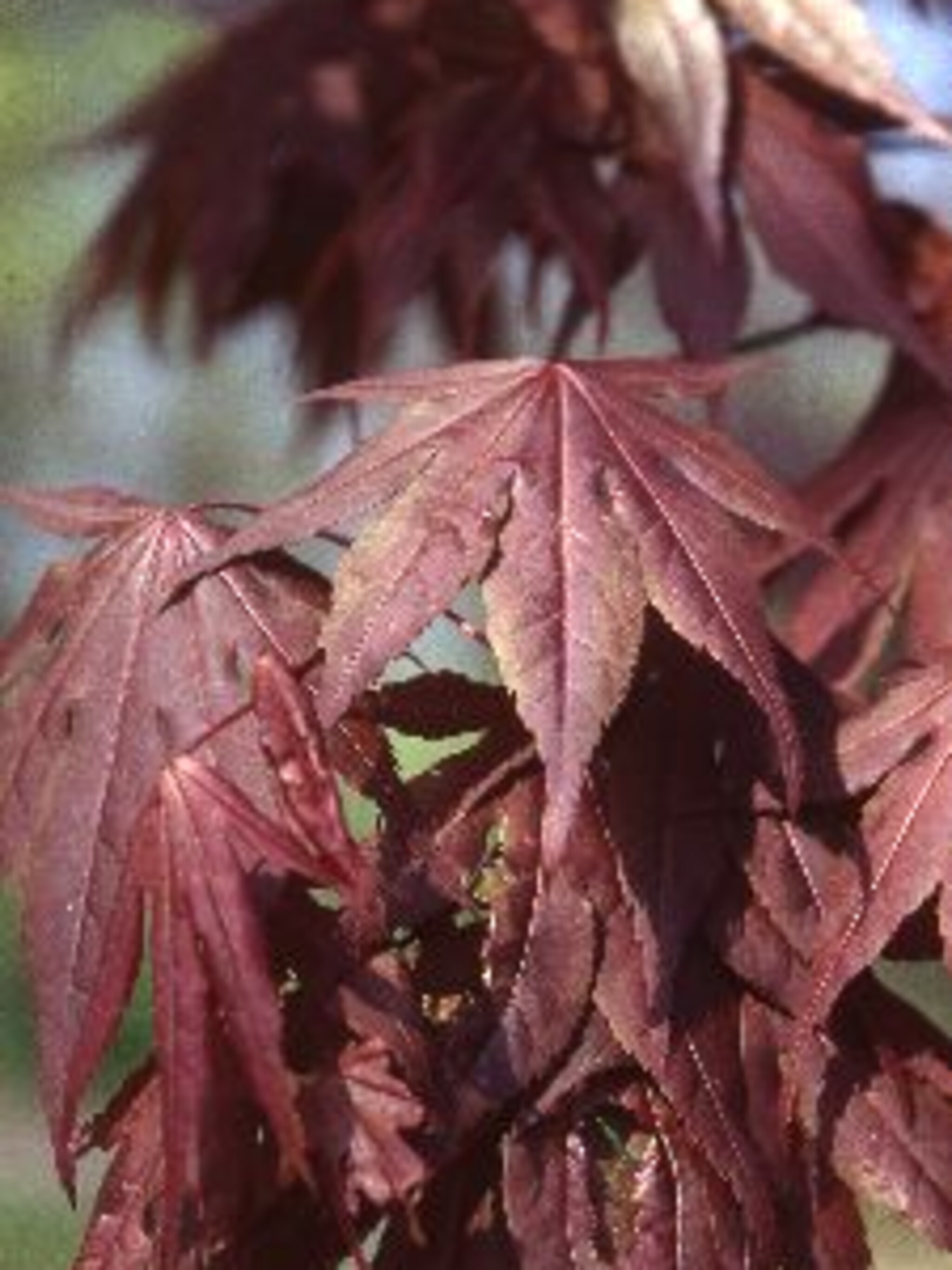 japanse esdoorn atropurpureum